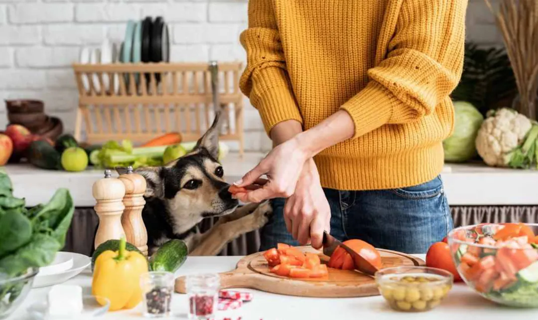 Dame qui cuisine et qui fait sentir un morceau de tomate à son chien