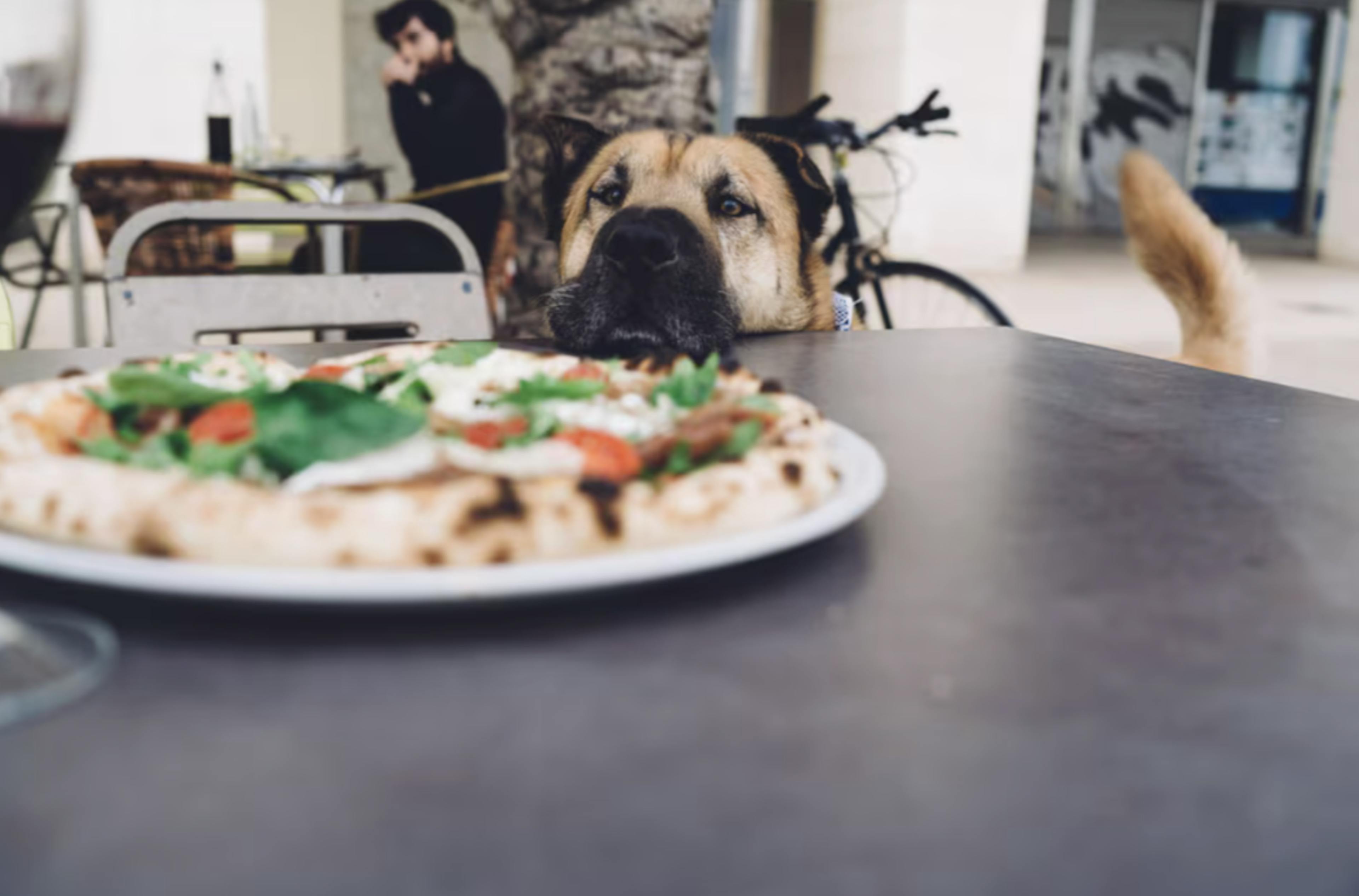 Chien qui regarde avec envie une pizza avec des tomates dessus