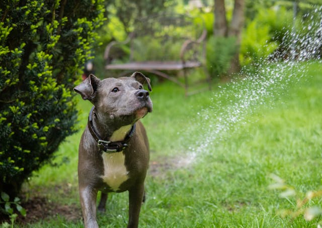American Staff dans un jardin