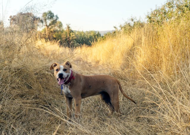 American Staff dans un champs de blé