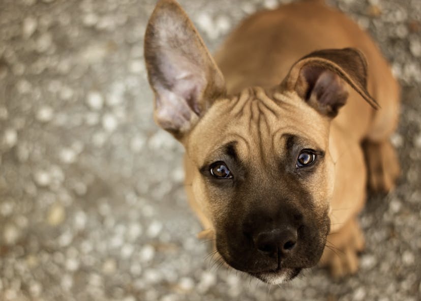 Photo portrait d'un chiot American Staff