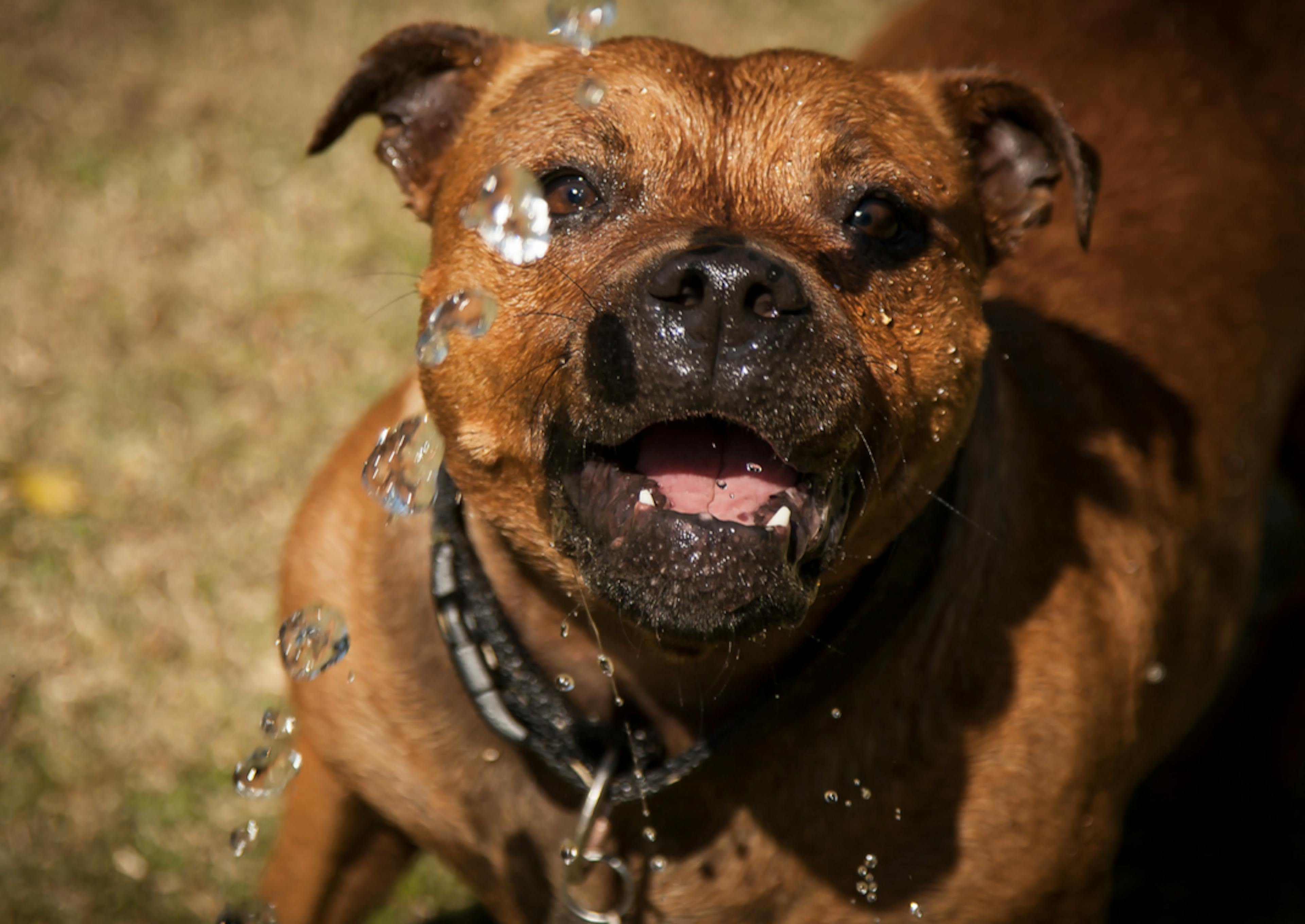 Staffie qui boit de l'eau