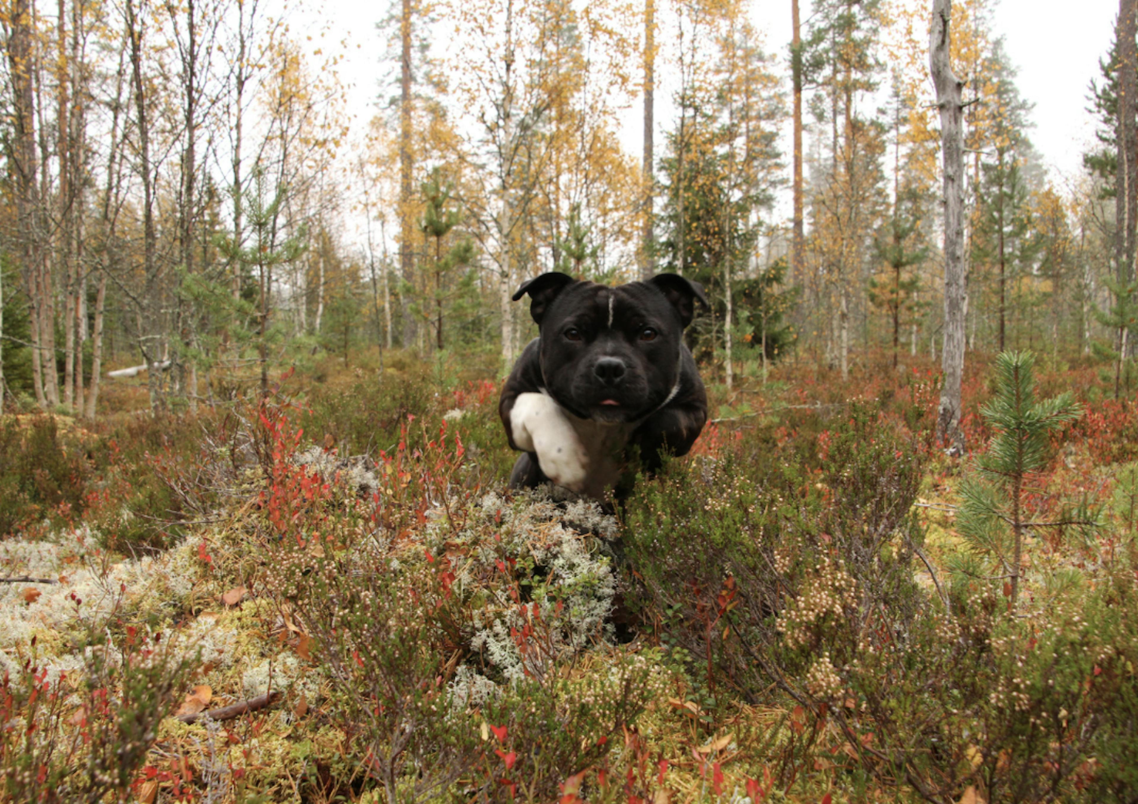 Staffie qui saute par dessus un buisson