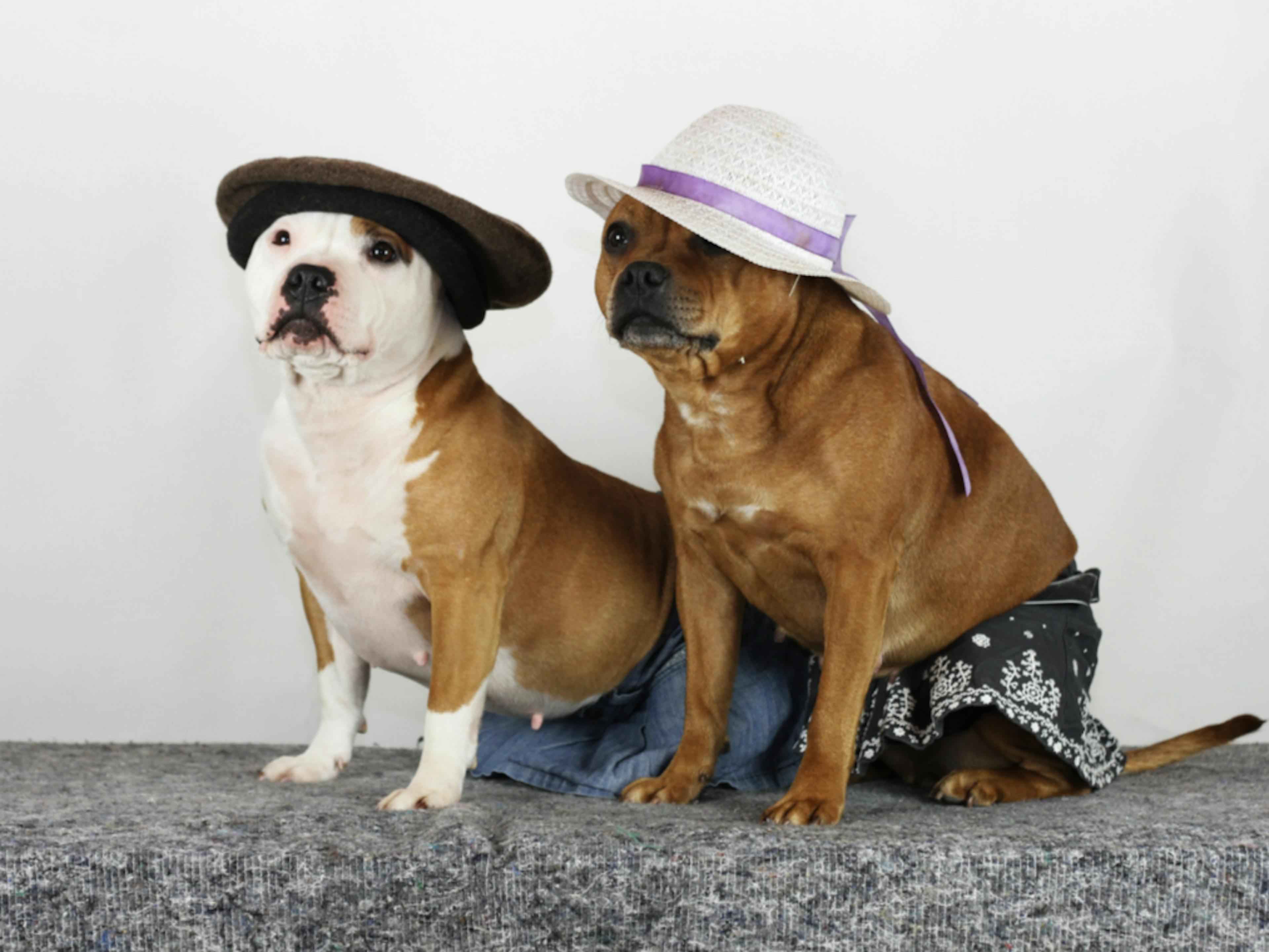 Deux Staffie déguisés