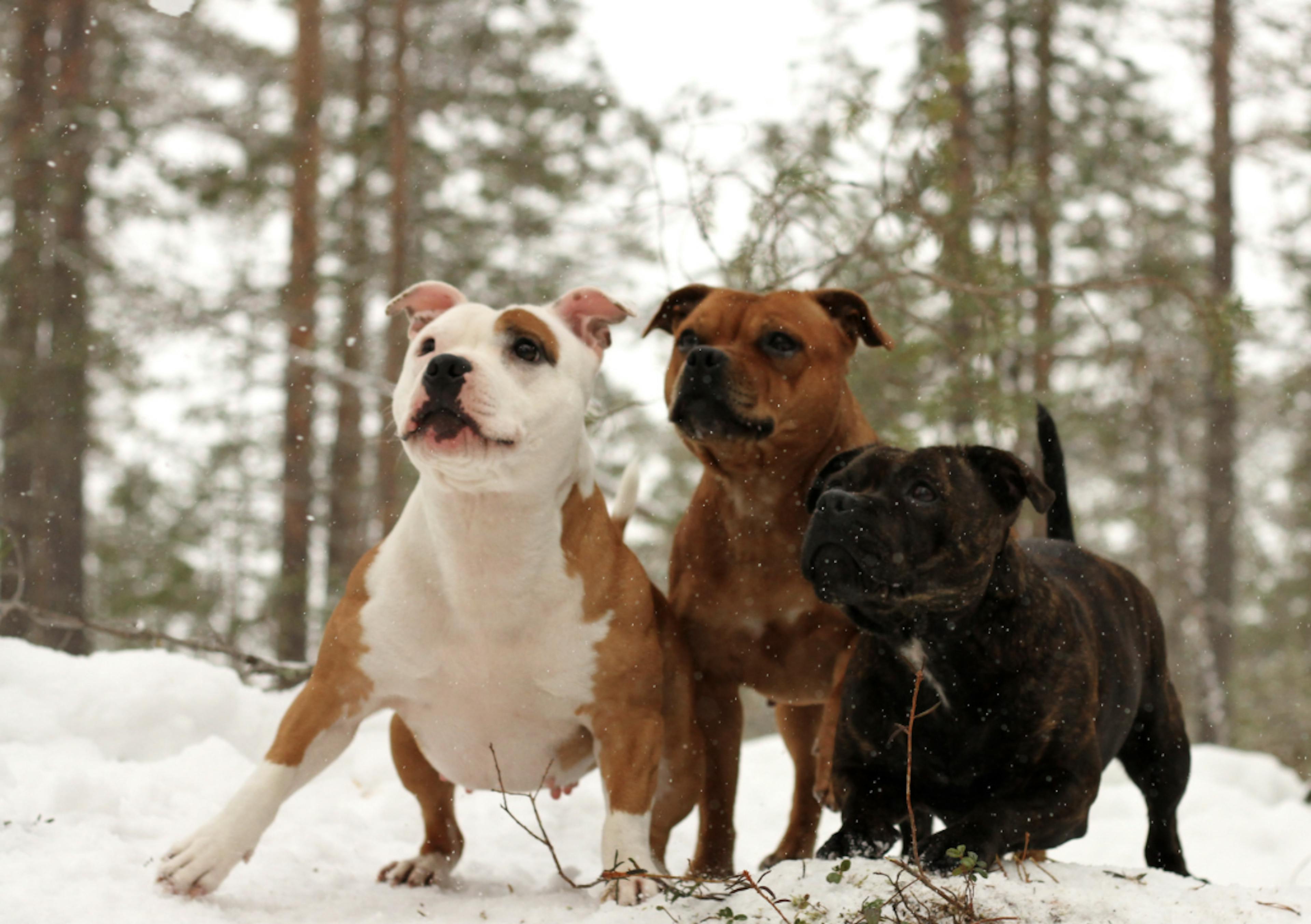 Trois Staffie dans la neige