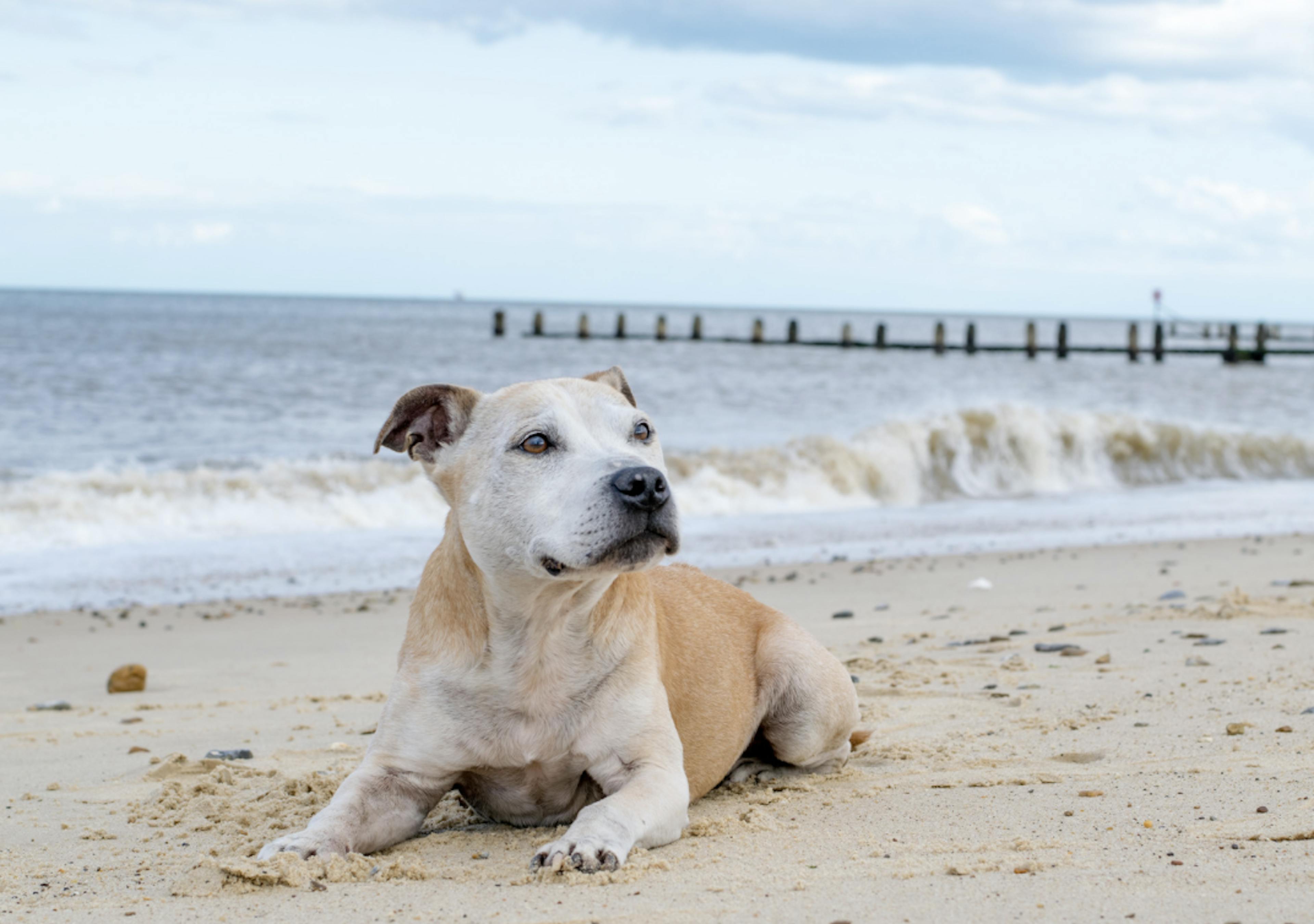 Staffie couché sur le sable 