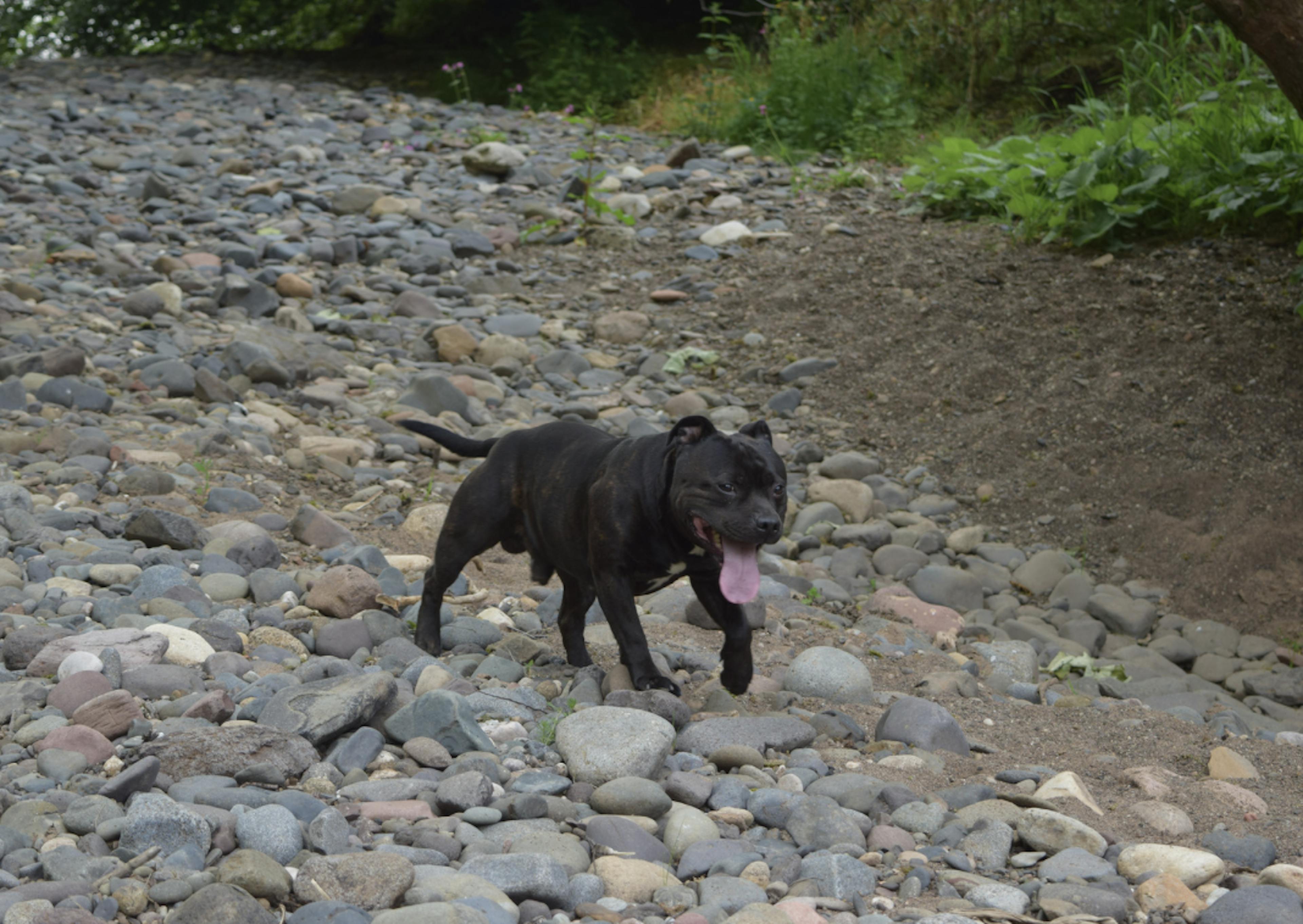 Staffie noir qui marche sur des galets