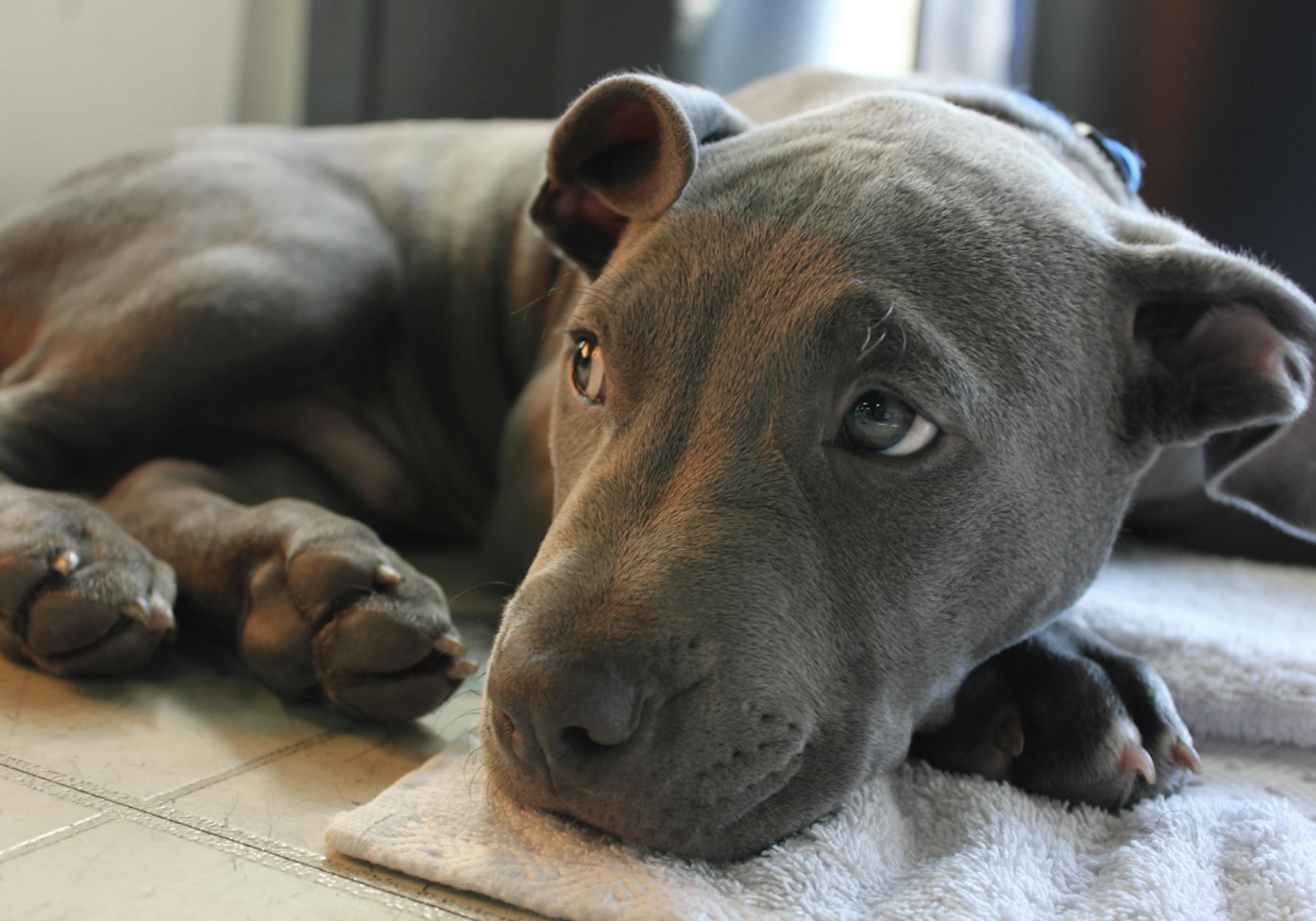 Chiot Staffie couché sur une serviette