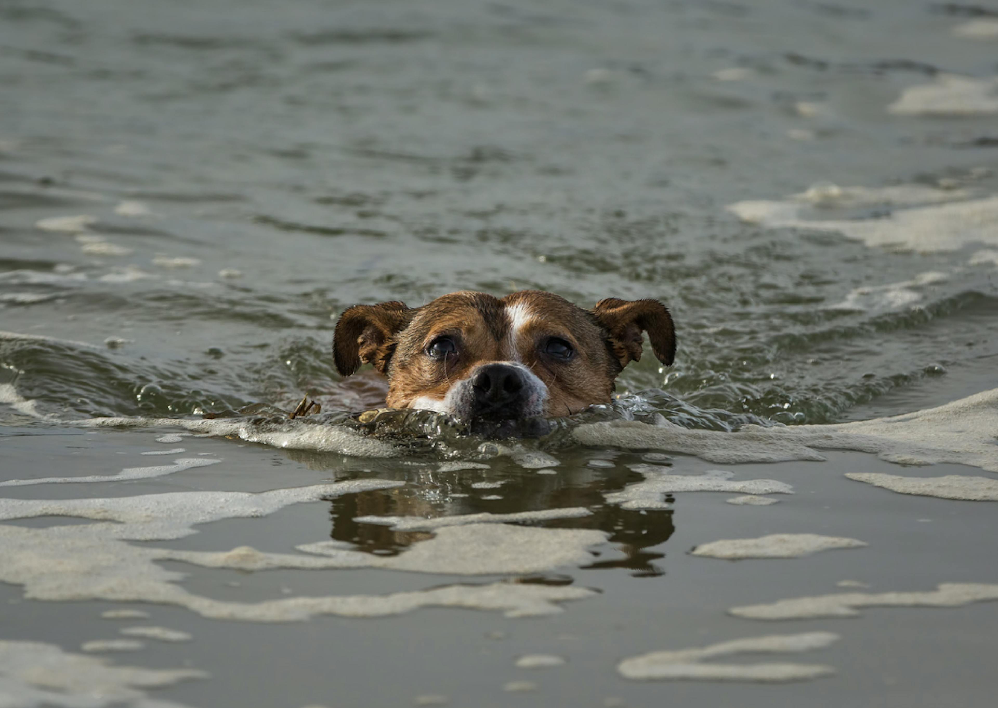 Staffie qui nage dans l'eau