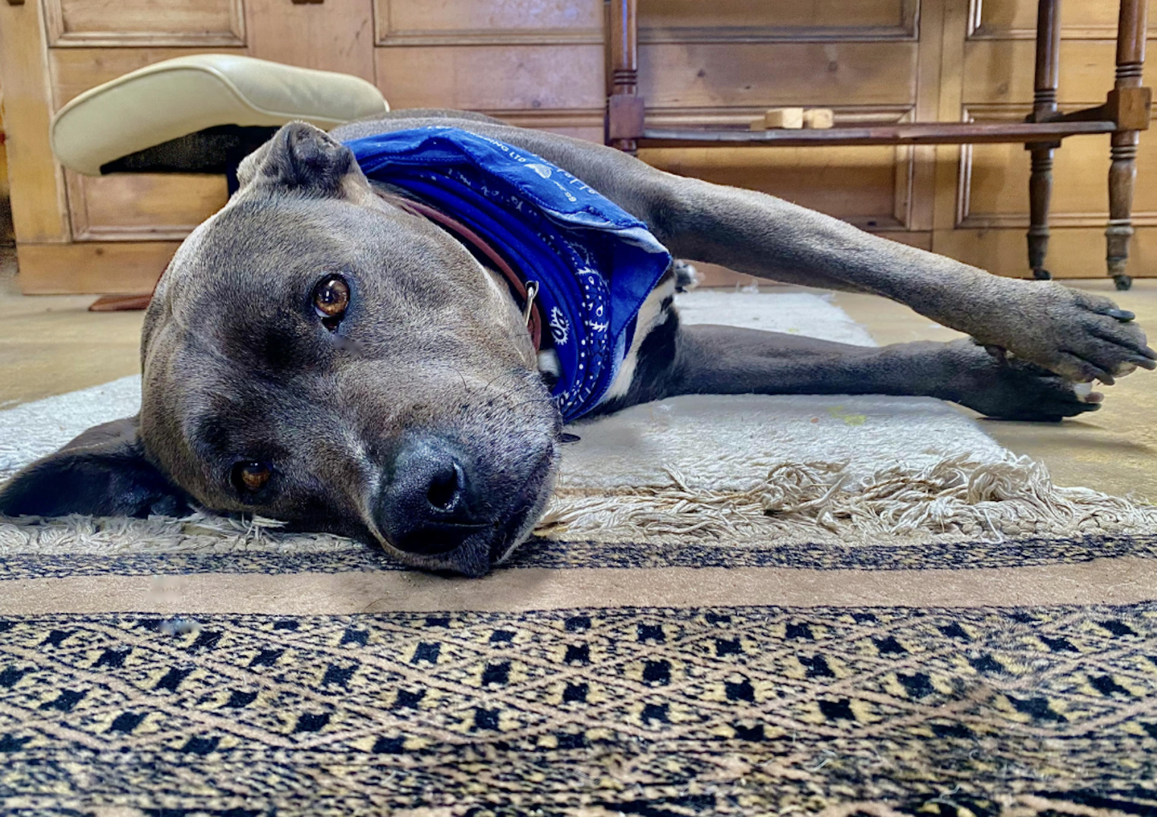 Staffie avec un bandana bleu couché sur un tapis