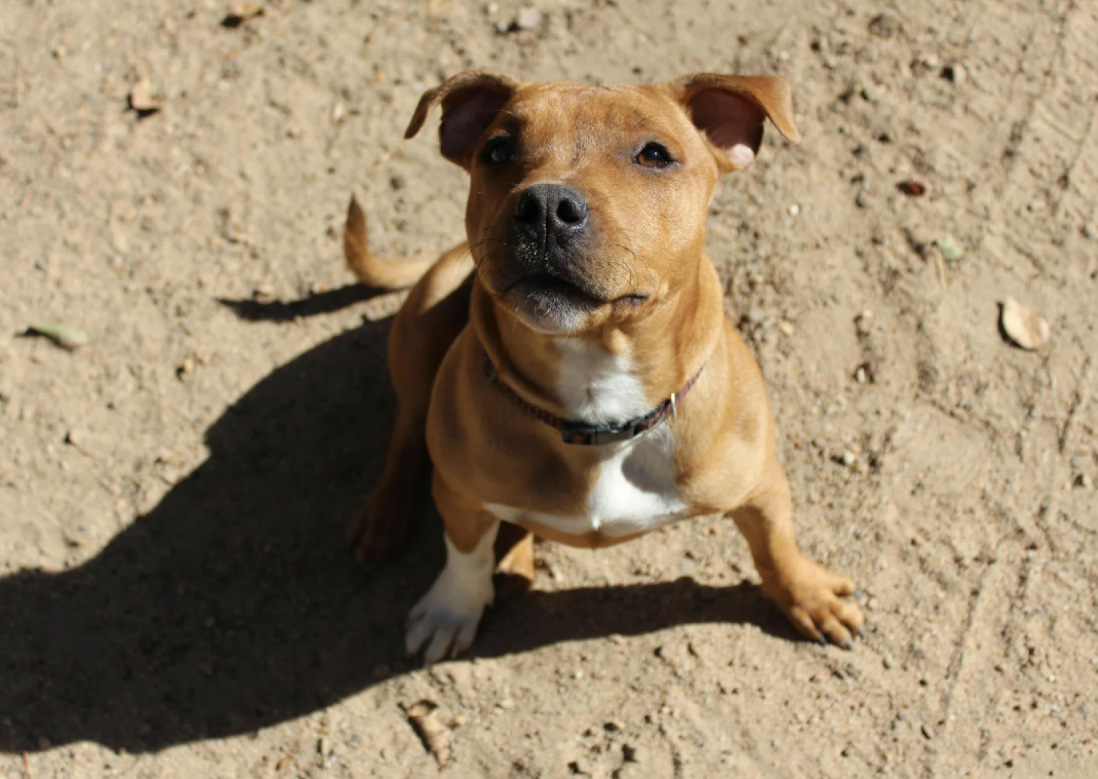 Staffie fauve assis qui regarde l'objectif