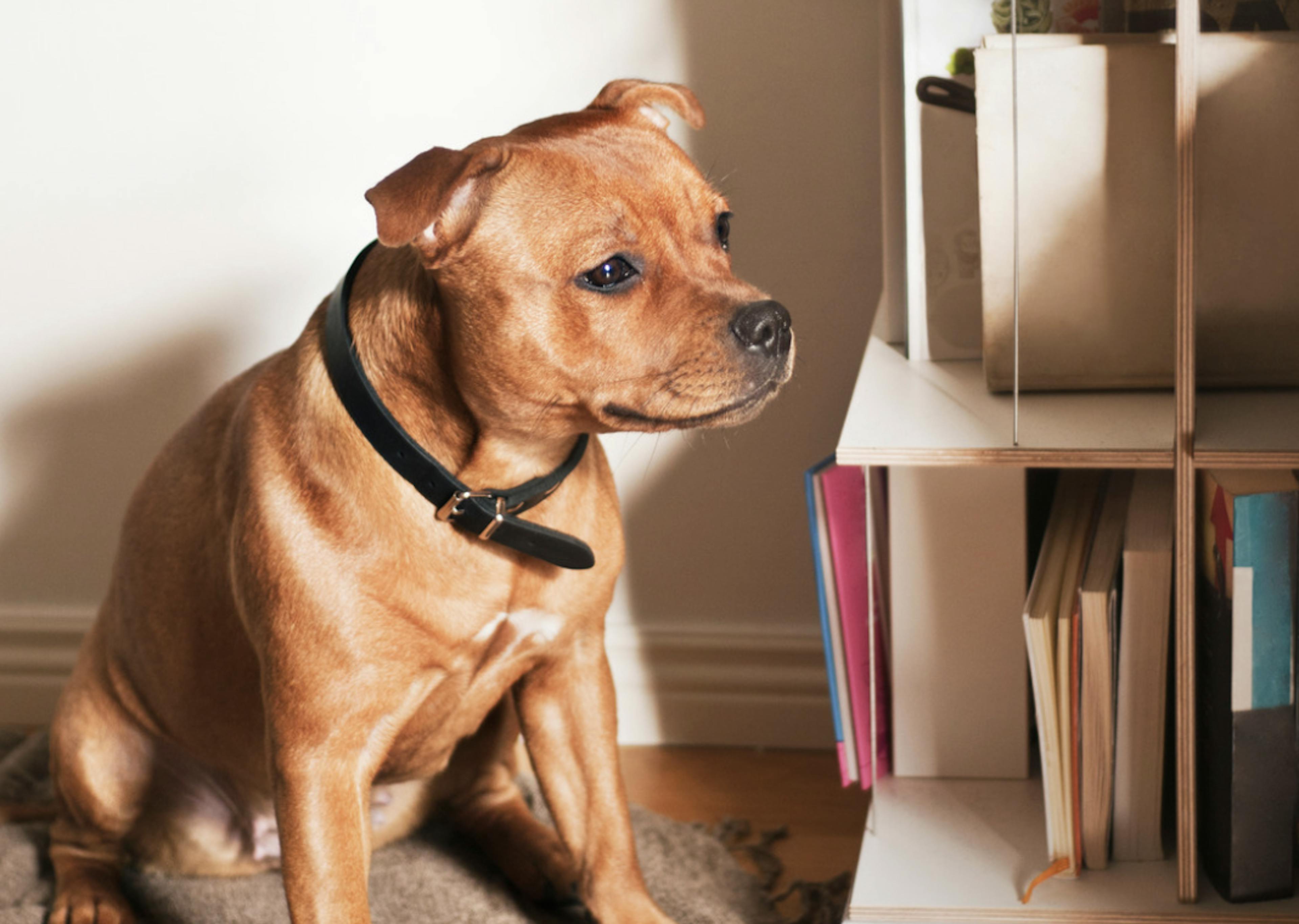 Staffie assis à côté d'une bibliothèque