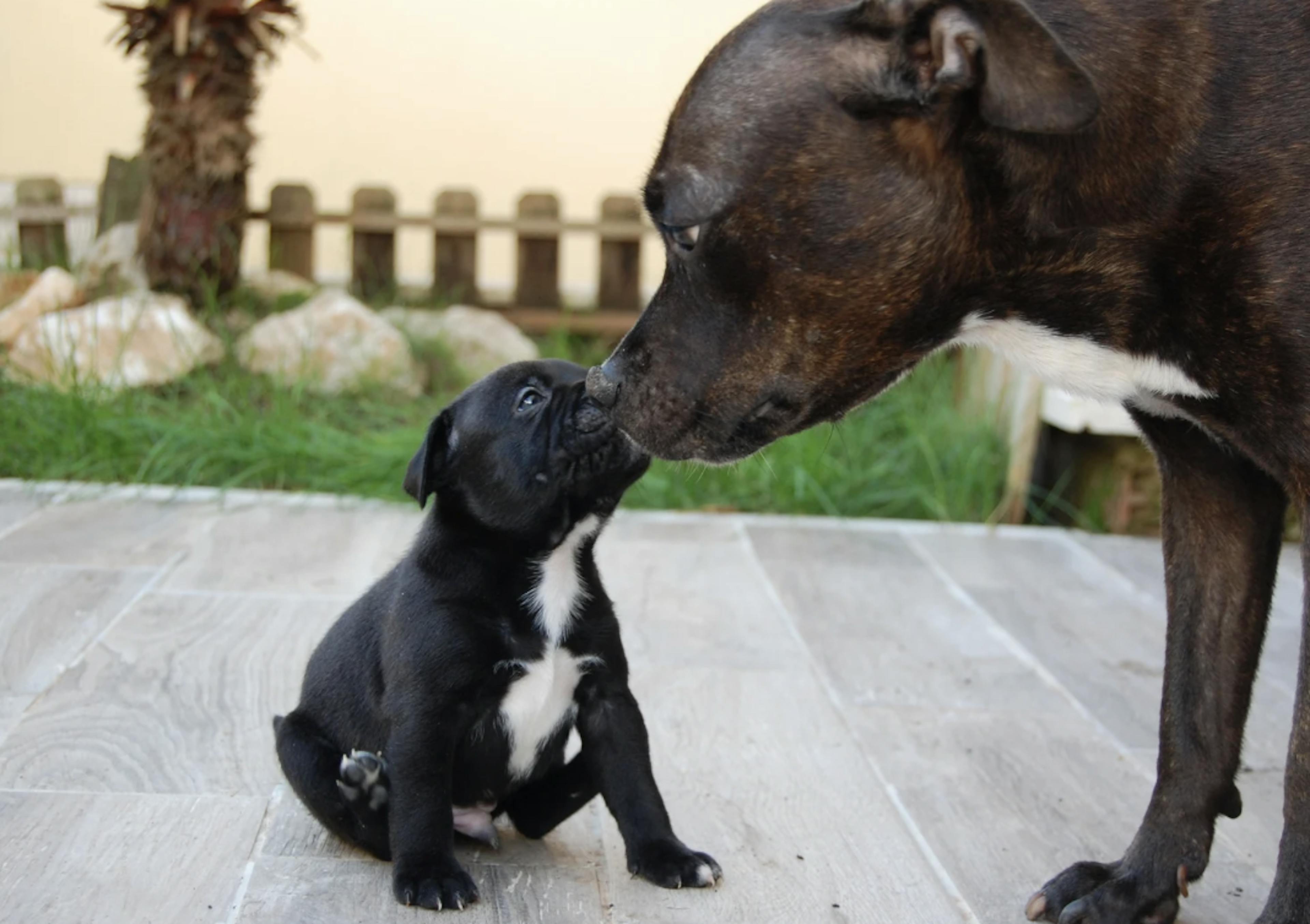 Maman Staffie qui sent son bébé