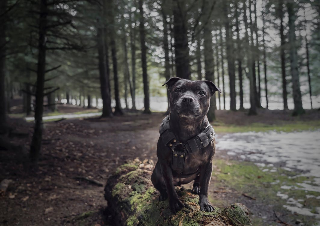 Staffie assis sur le tronc d'arbre d'une forêt