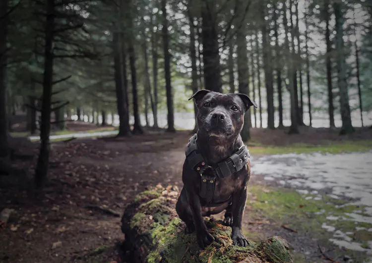 Staffie assis sur le tronc d'arbre d'une forêt