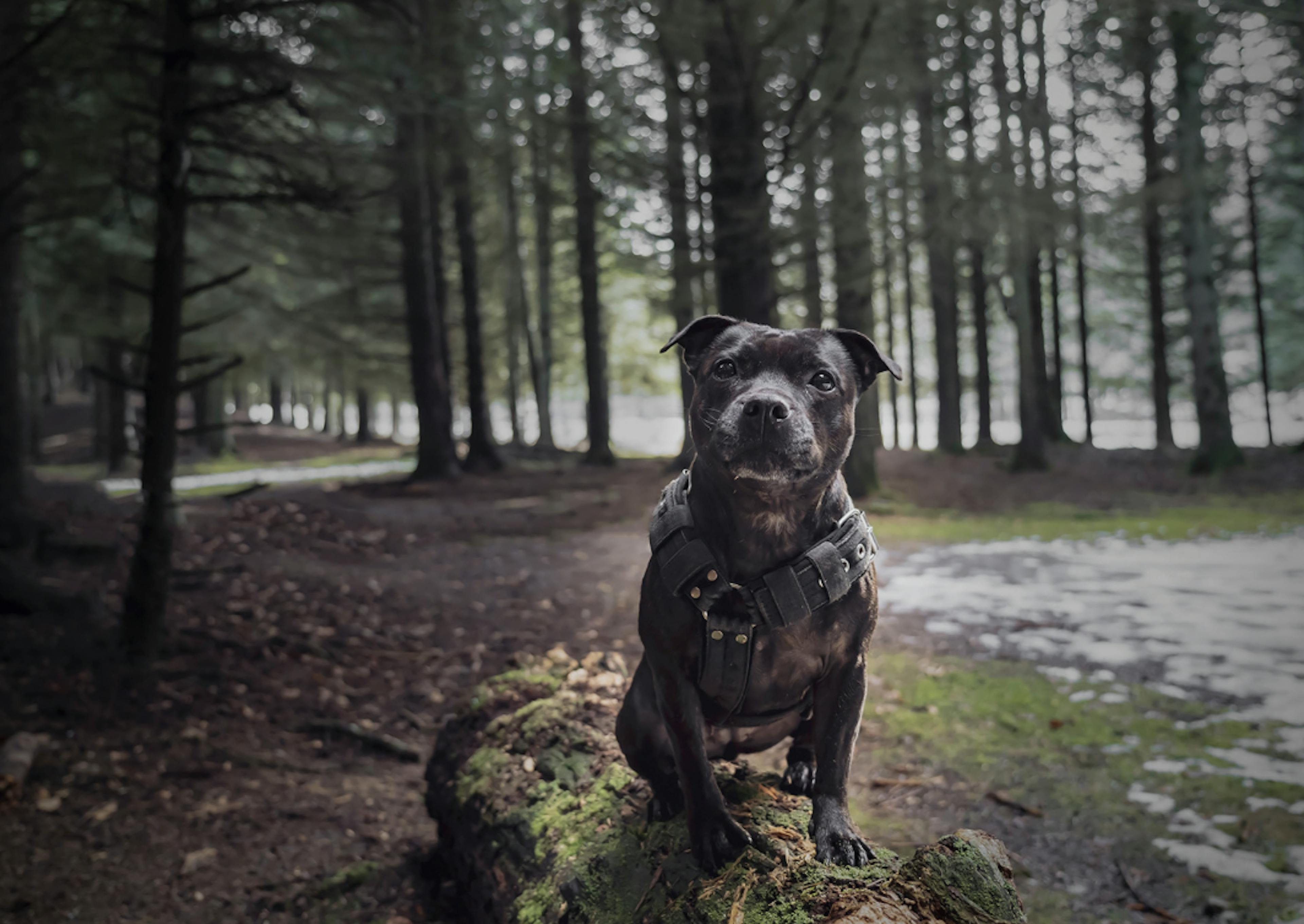 Staffie assis sur le tronc d'arbre d'une forêt 