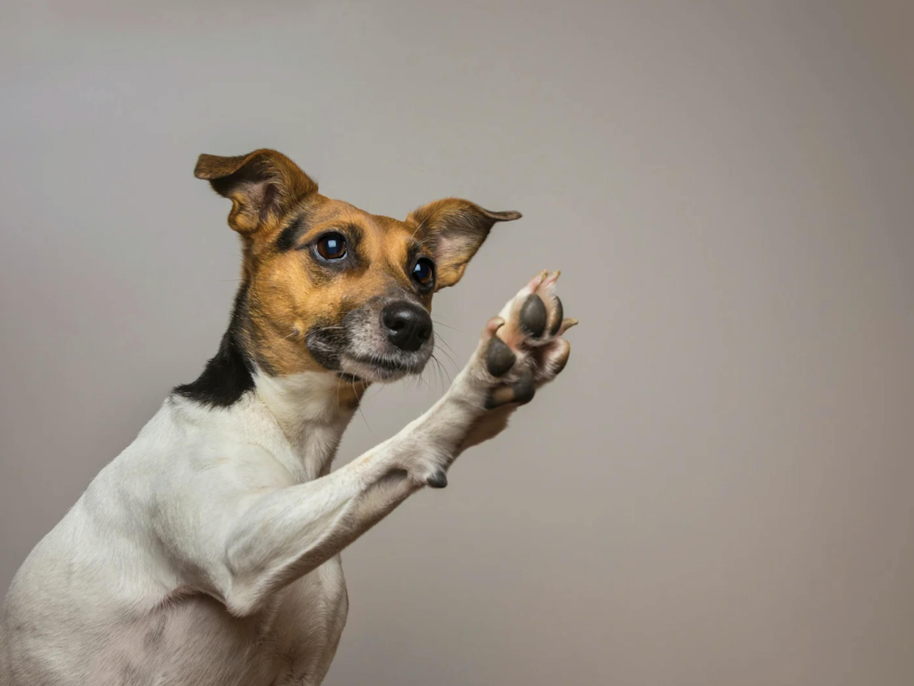 Jack Russel qui lève la patte