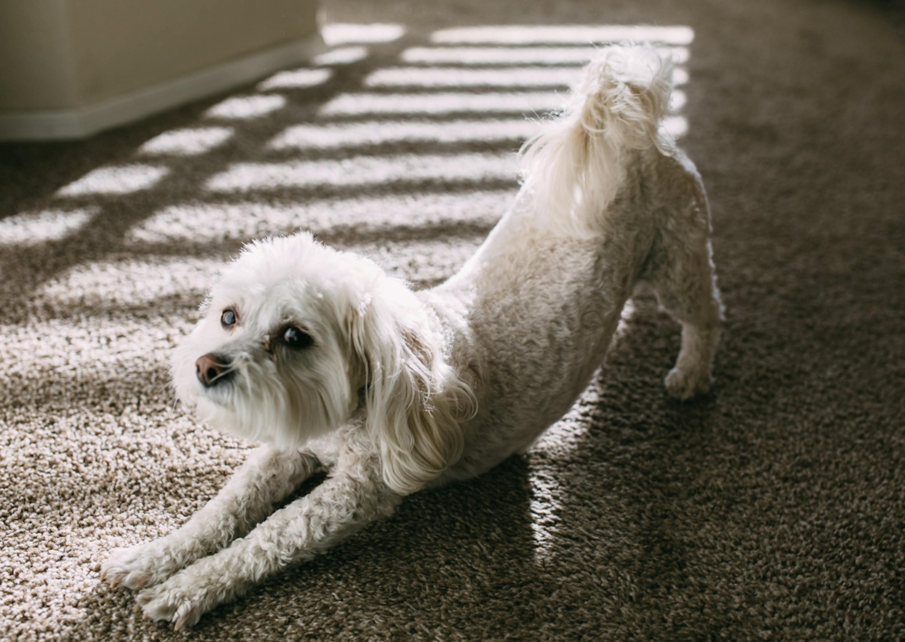 Bichon qui s'étire sur un tapis