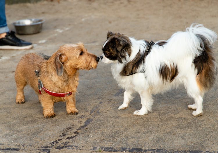 Teckel qui sent un chihuahua 