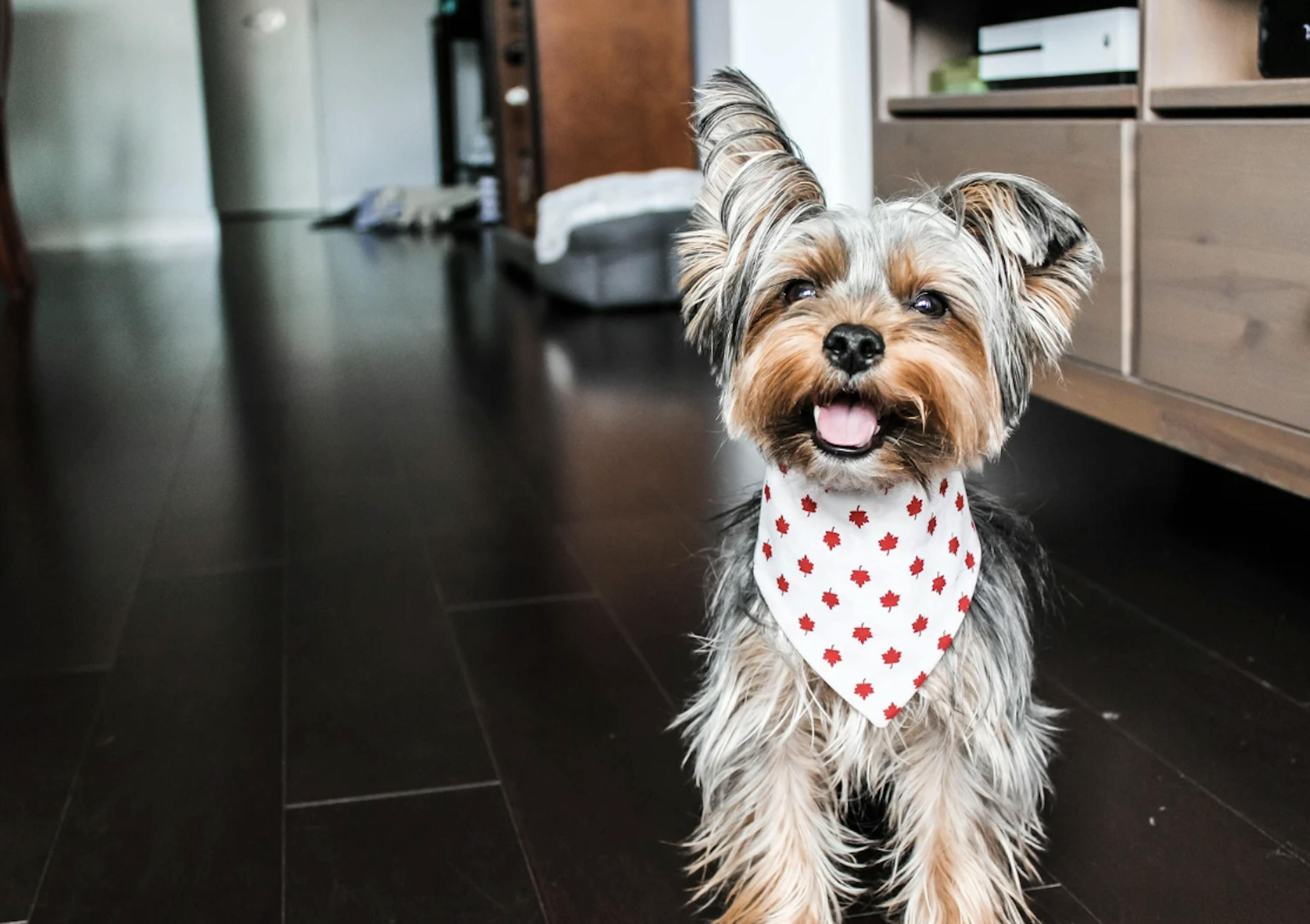 Yorkshire avec un bandana 