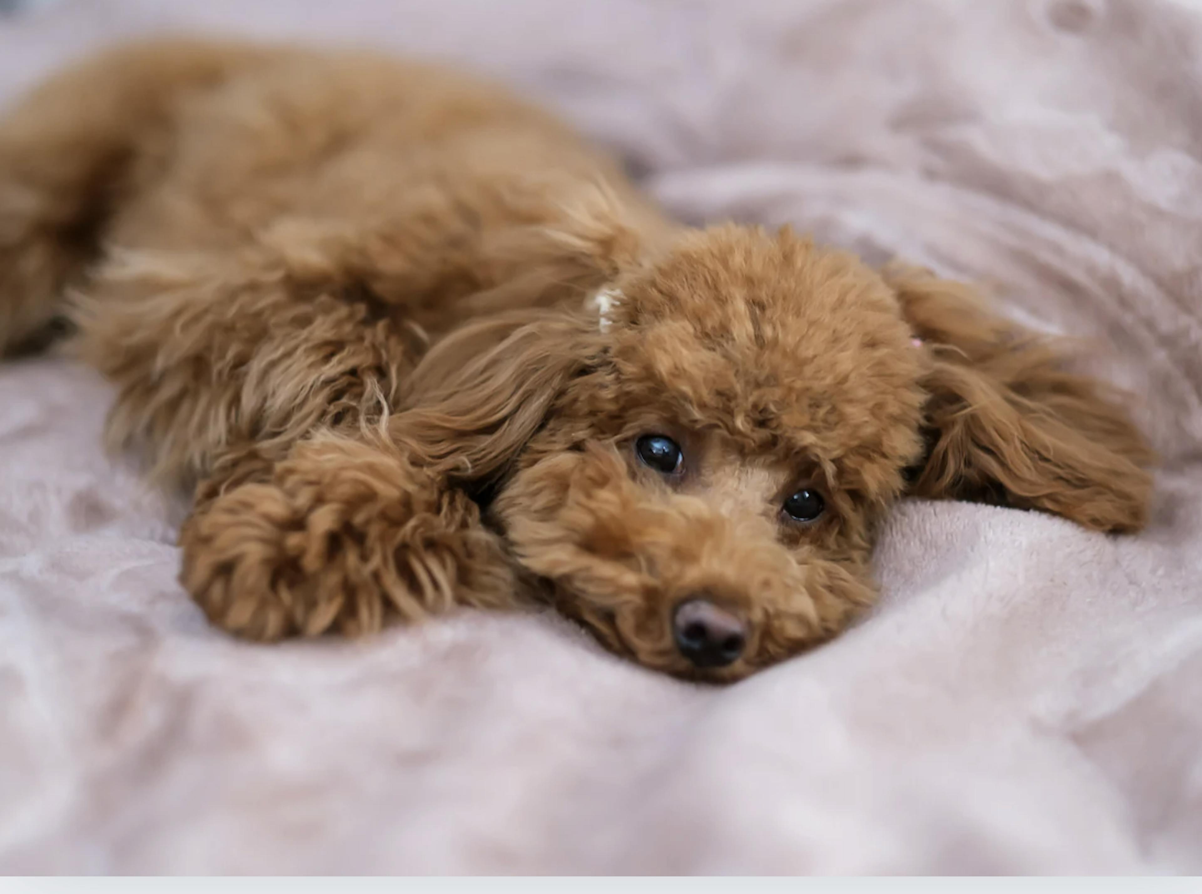 Caniche Toy couché sur un plaid