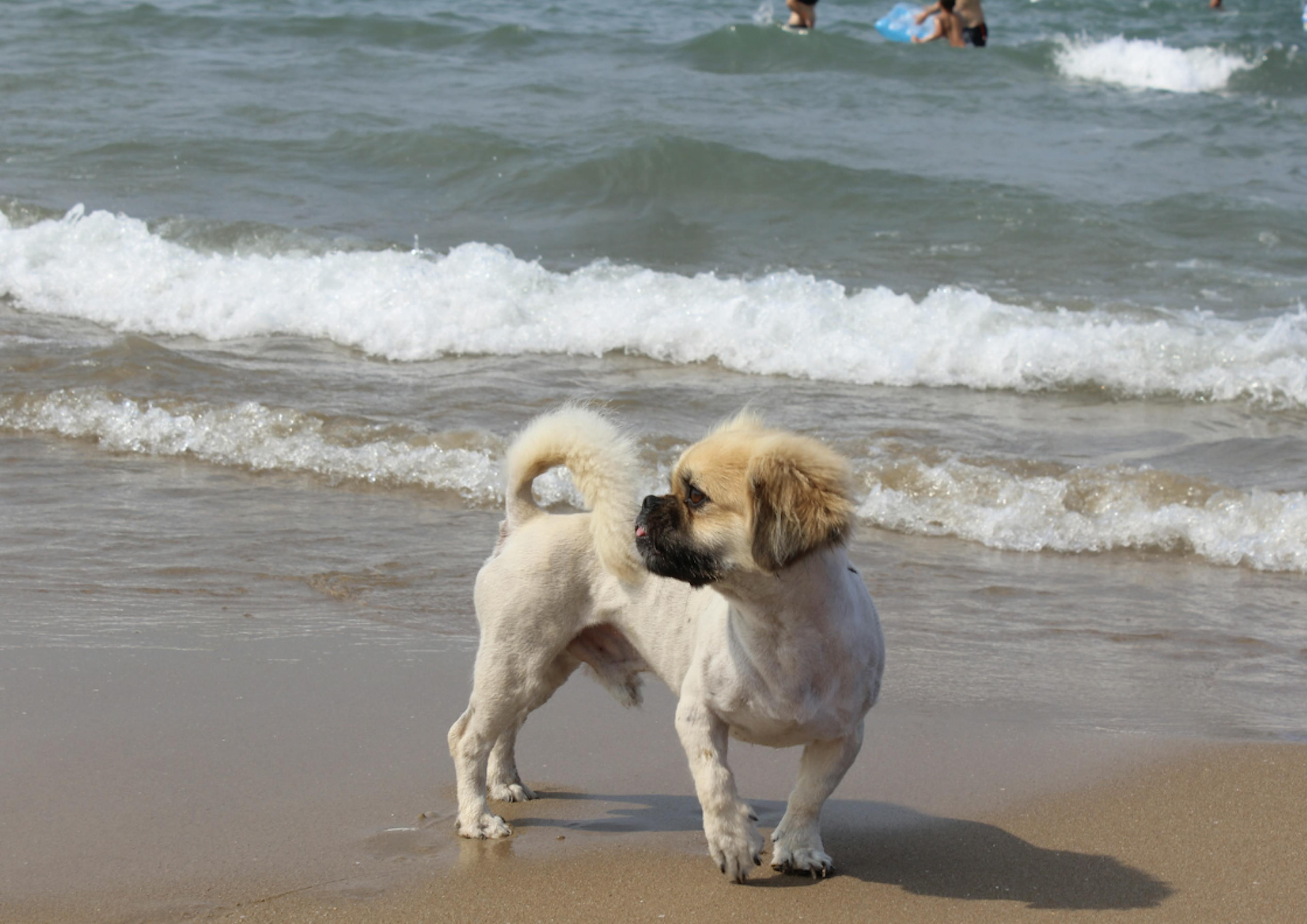 Pékinois à la plage