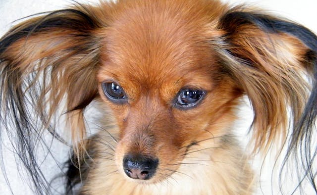 Photo Portrait d'un Russkiy Ton