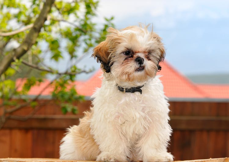Shi Tzu assis