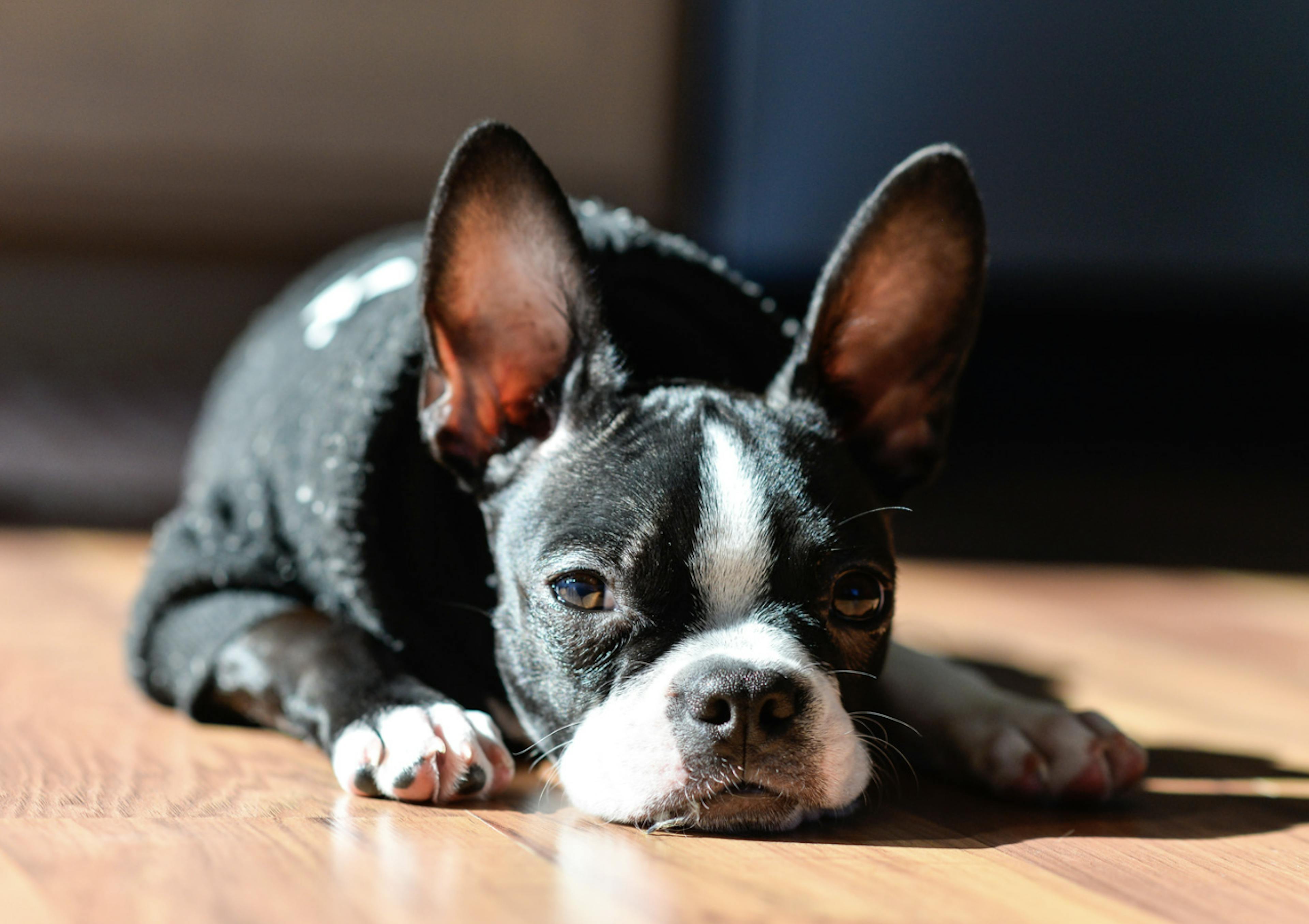 Petit Boston Terrier