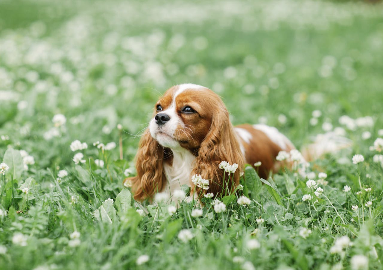 Cavalier King Charle couché dans l'herbe