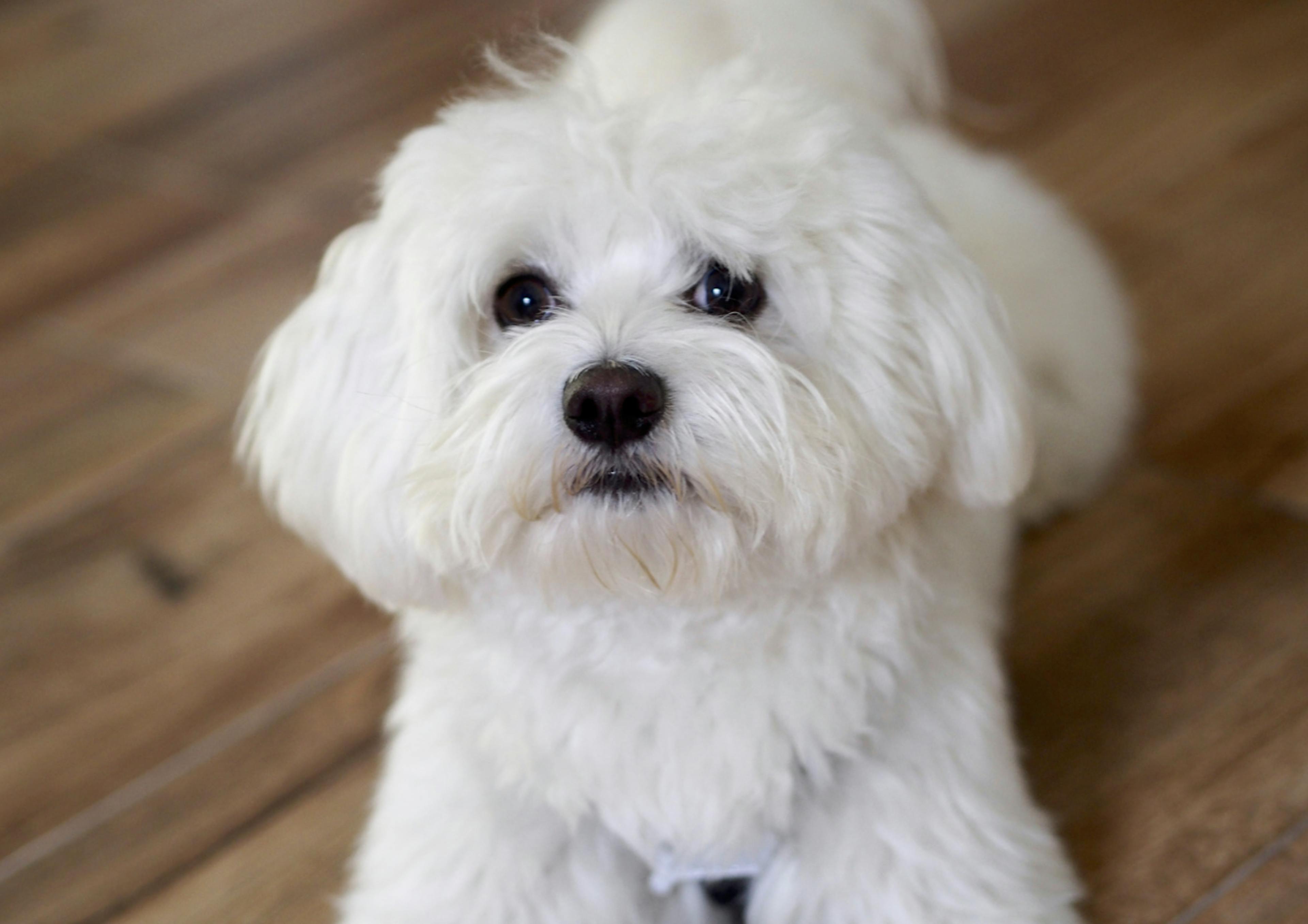 Bichon Maltais blanc couché sur un parquet