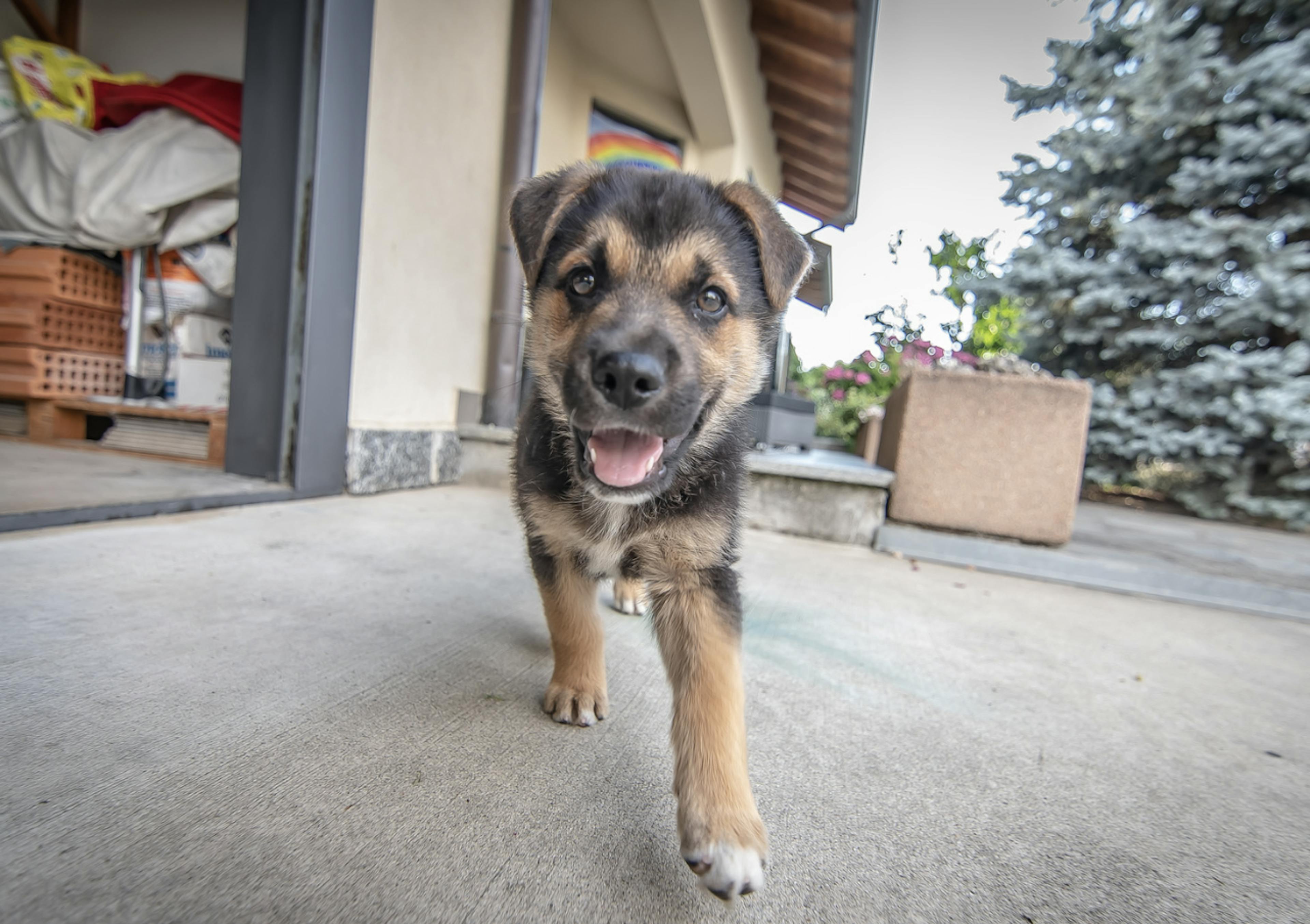 Petit chiot qui marche