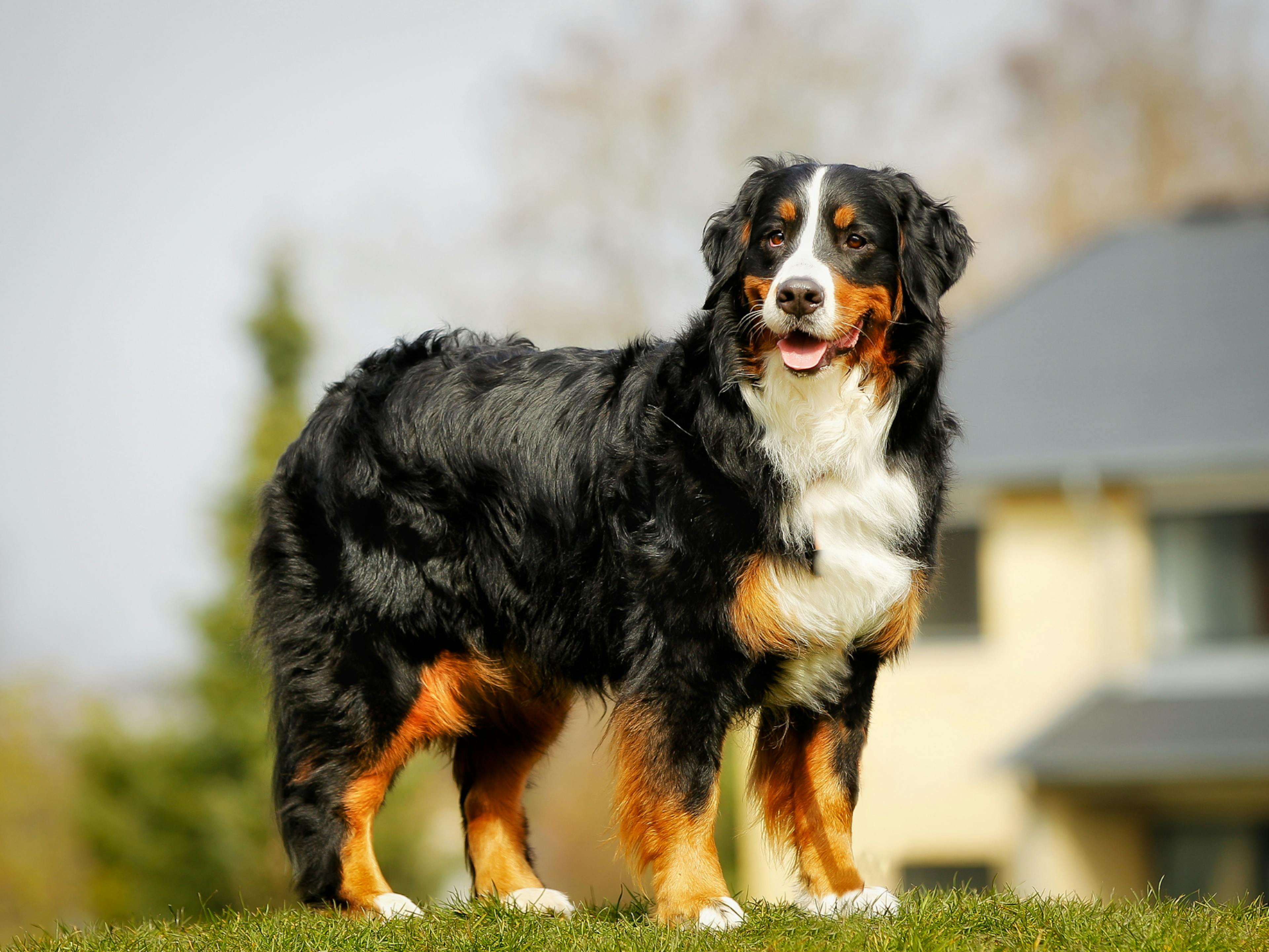 bouvier bernois sur l'herbe 