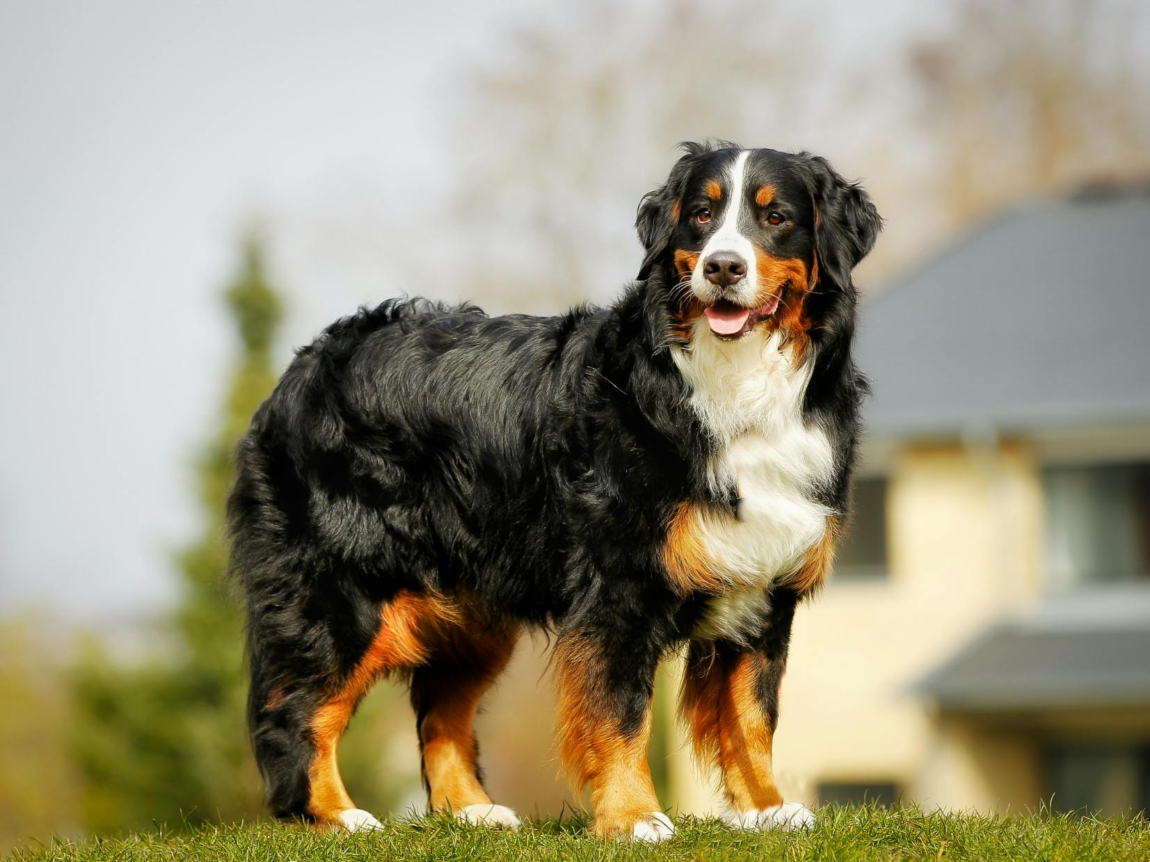 bouvier bernois sur l'herbe