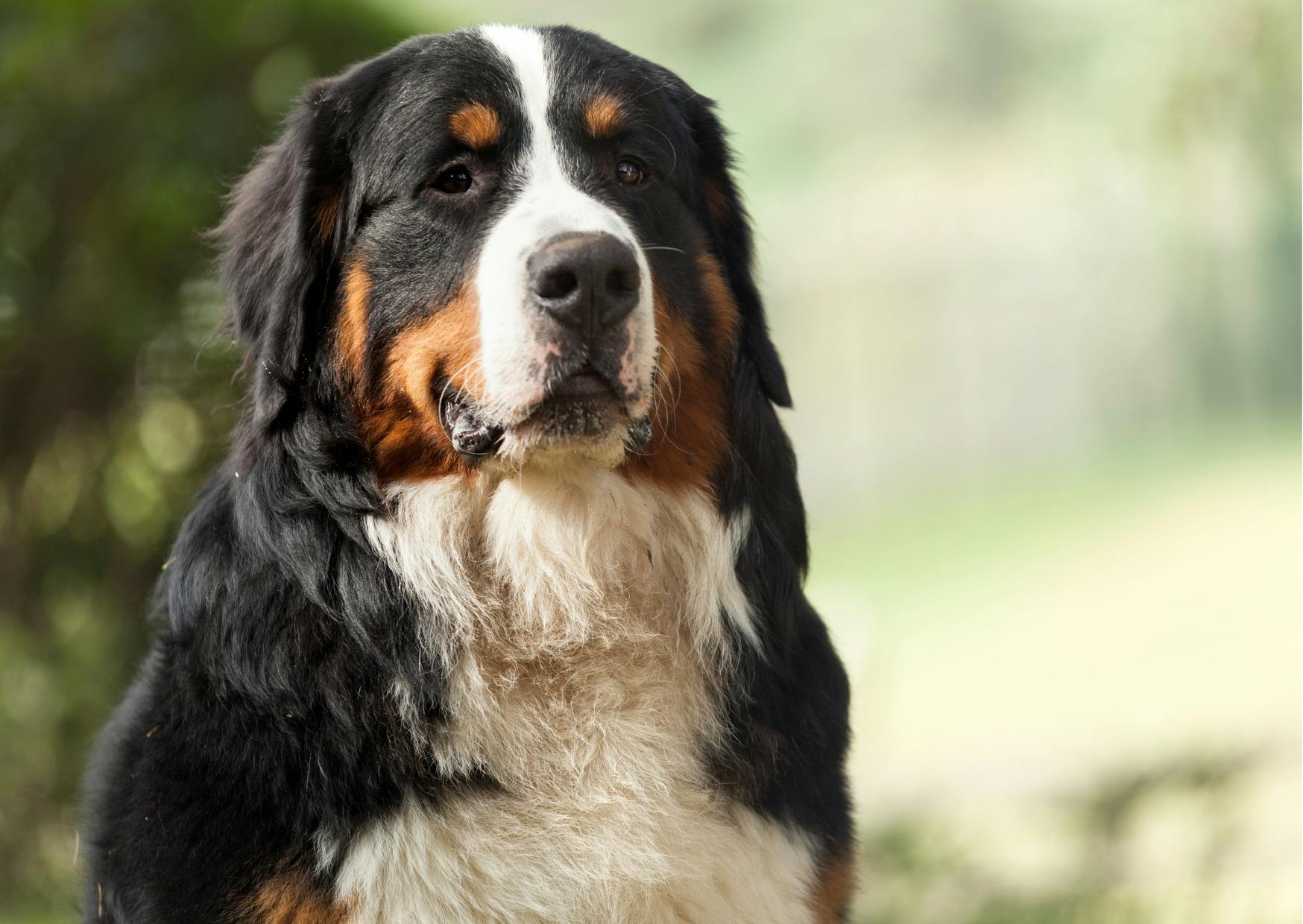 grand bouvier bernois