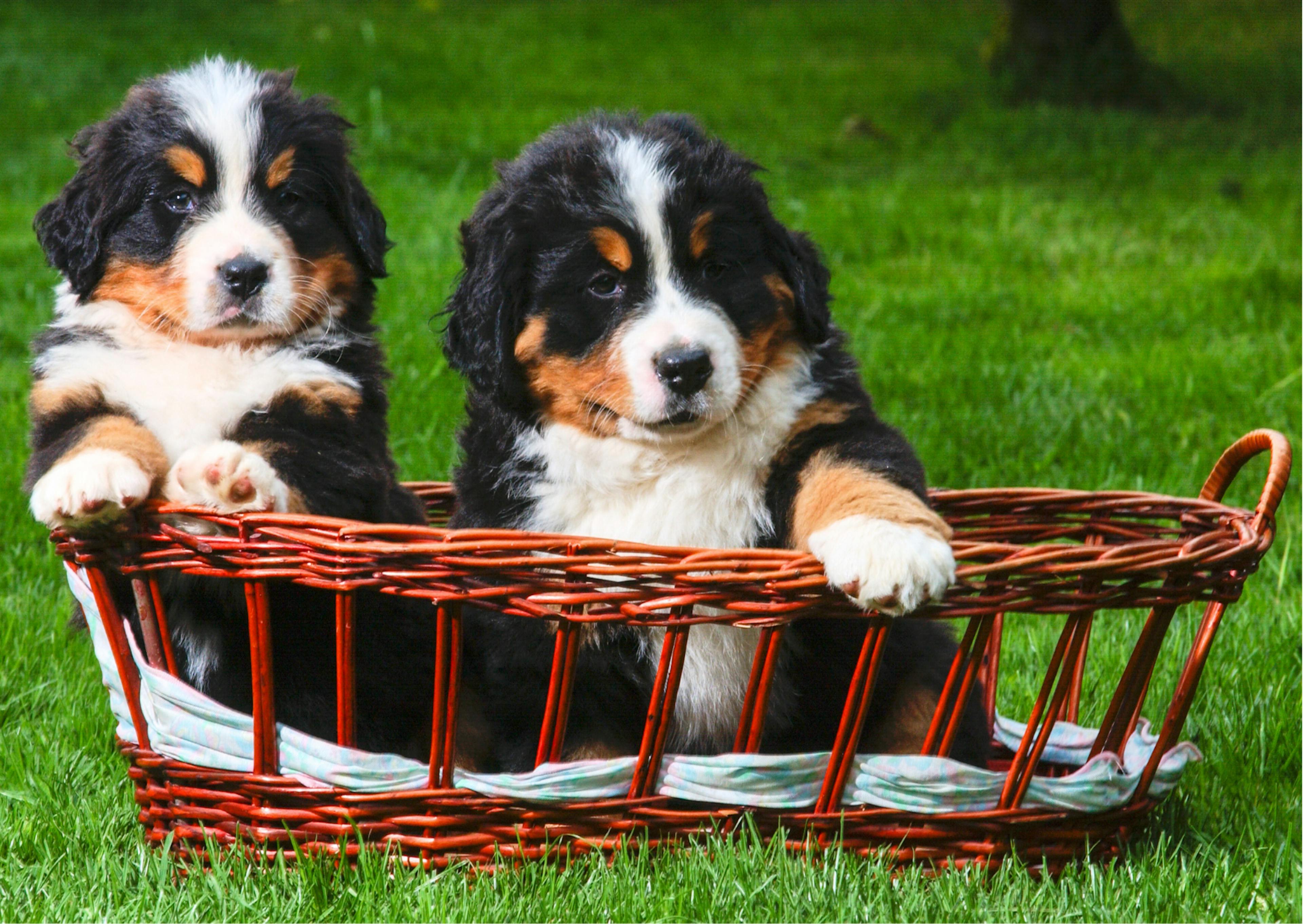 chiots bouvier bernois dans un petit panier 