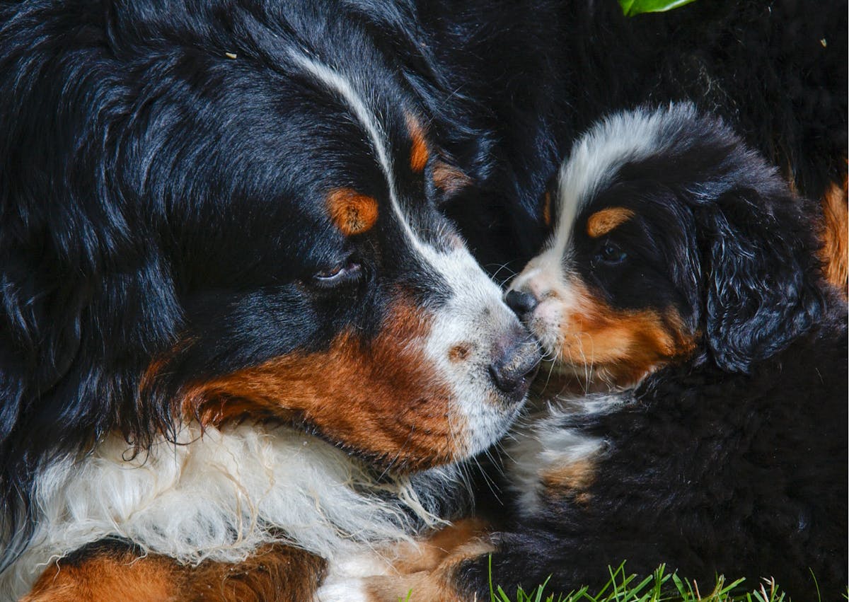 Un chiot bouvier bernois avec sa maman