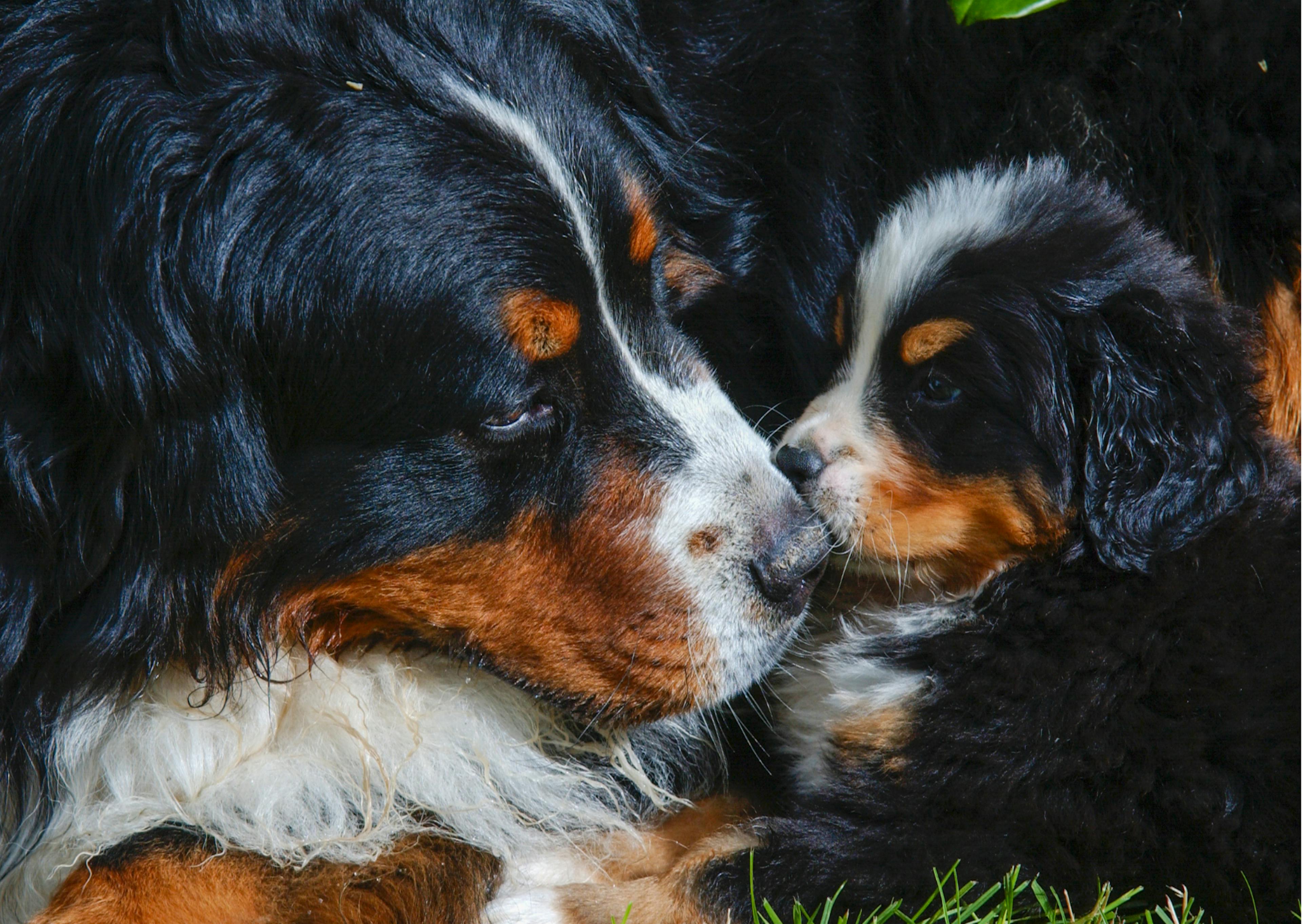 Un chiot bouvier bernois avec sa maman 