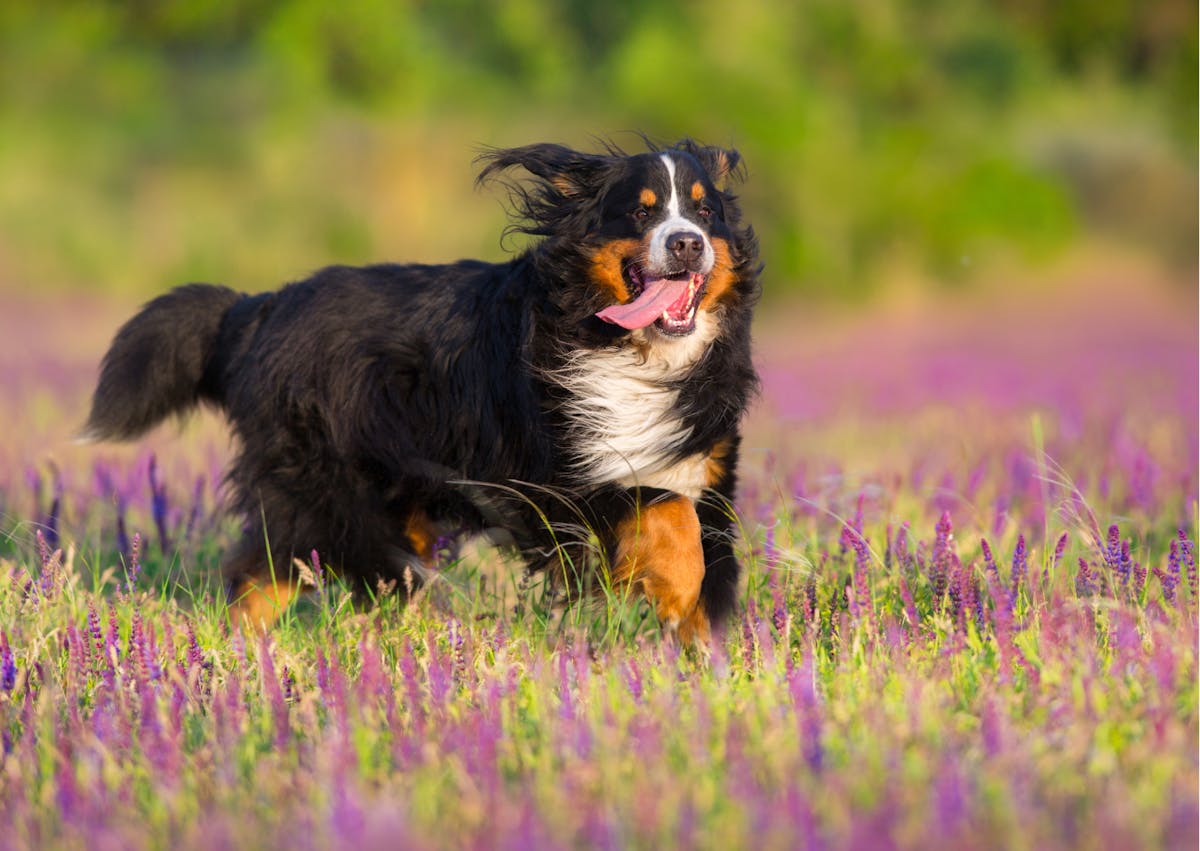 bouvier bernois qui court dans un champs de fleurs