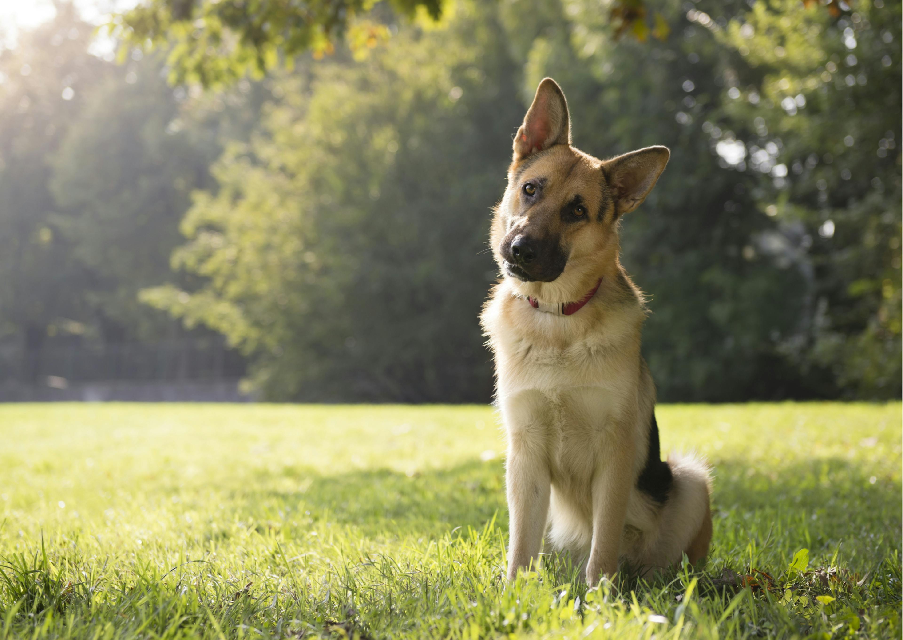 Berger Allemand assis dans l'herbe