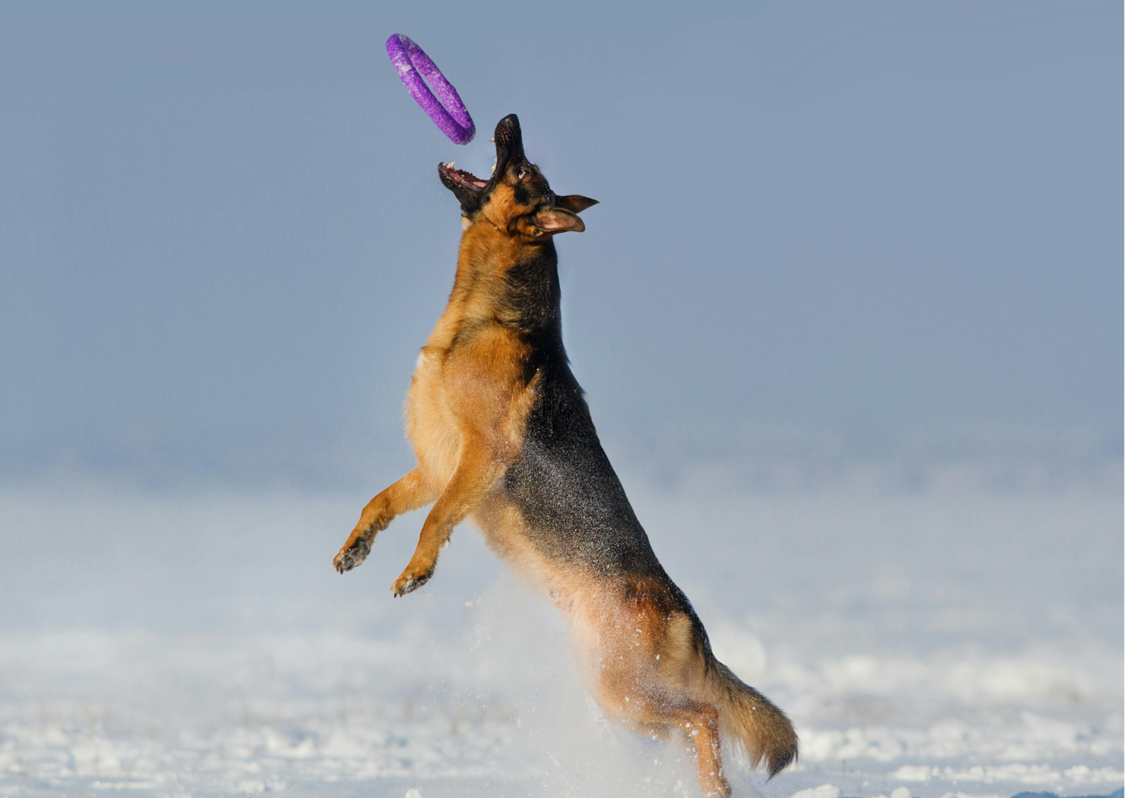 berger allemand qui saute pour attraper un frisbee