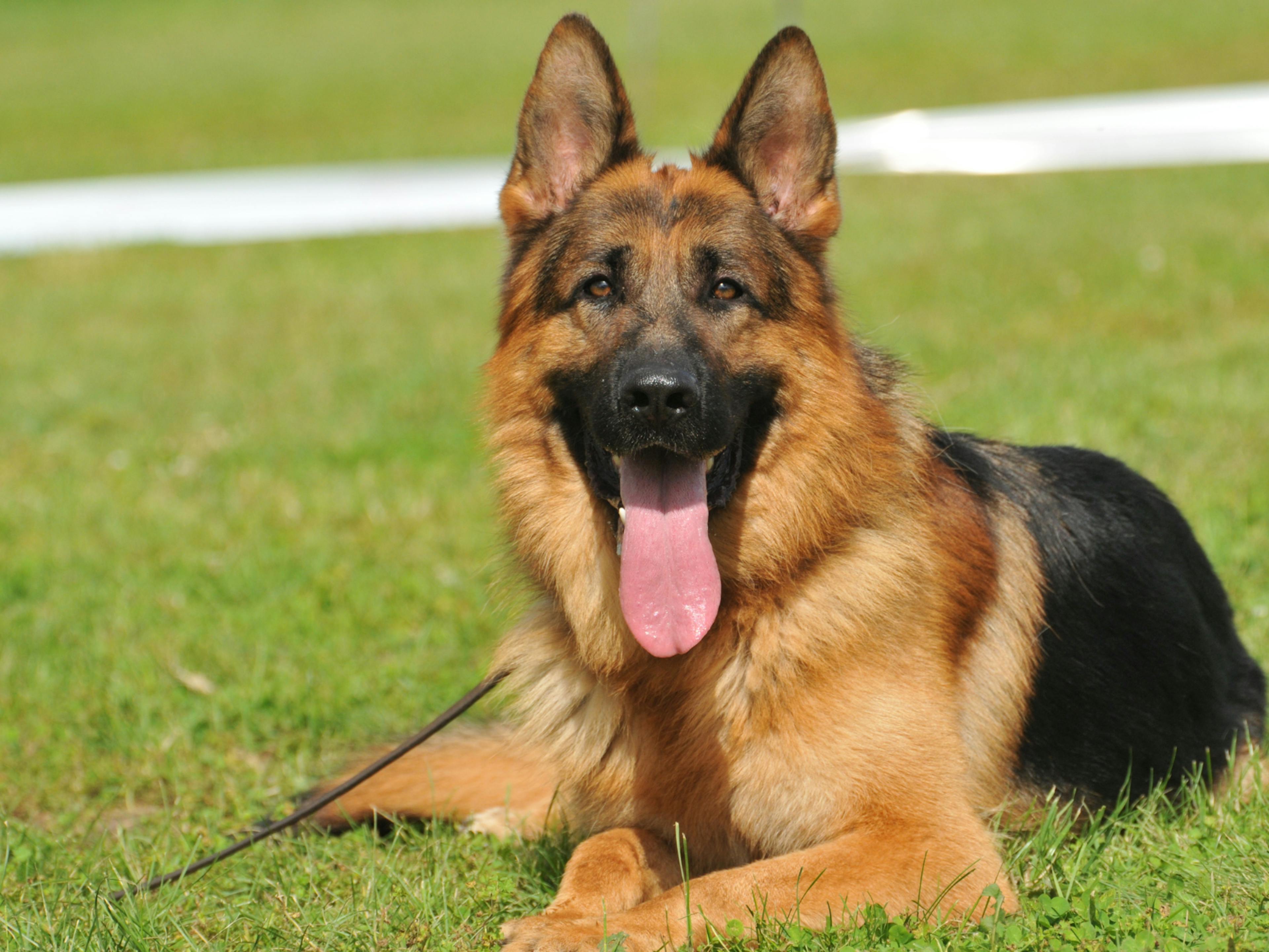 Berger Allemand couché dans l'herbe