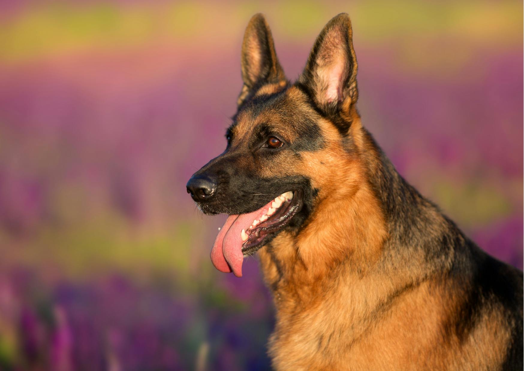 berger allemand dans un champs de fleurs
