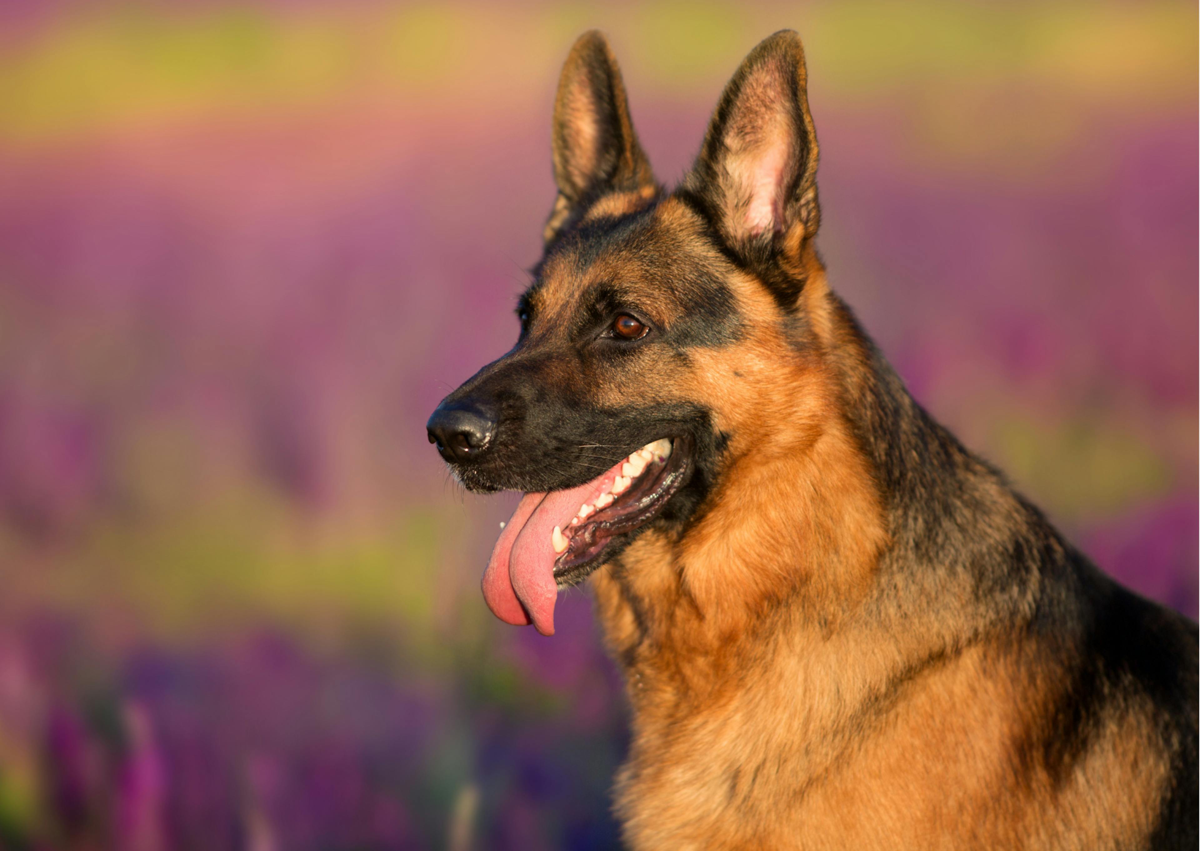 berger allemand dans un champs de fleurs 