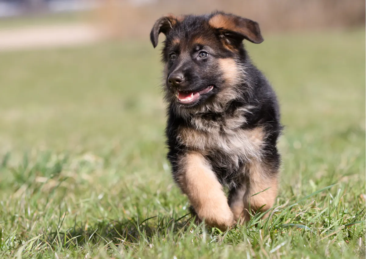 chiot berger allemand qui court dans l'herbe