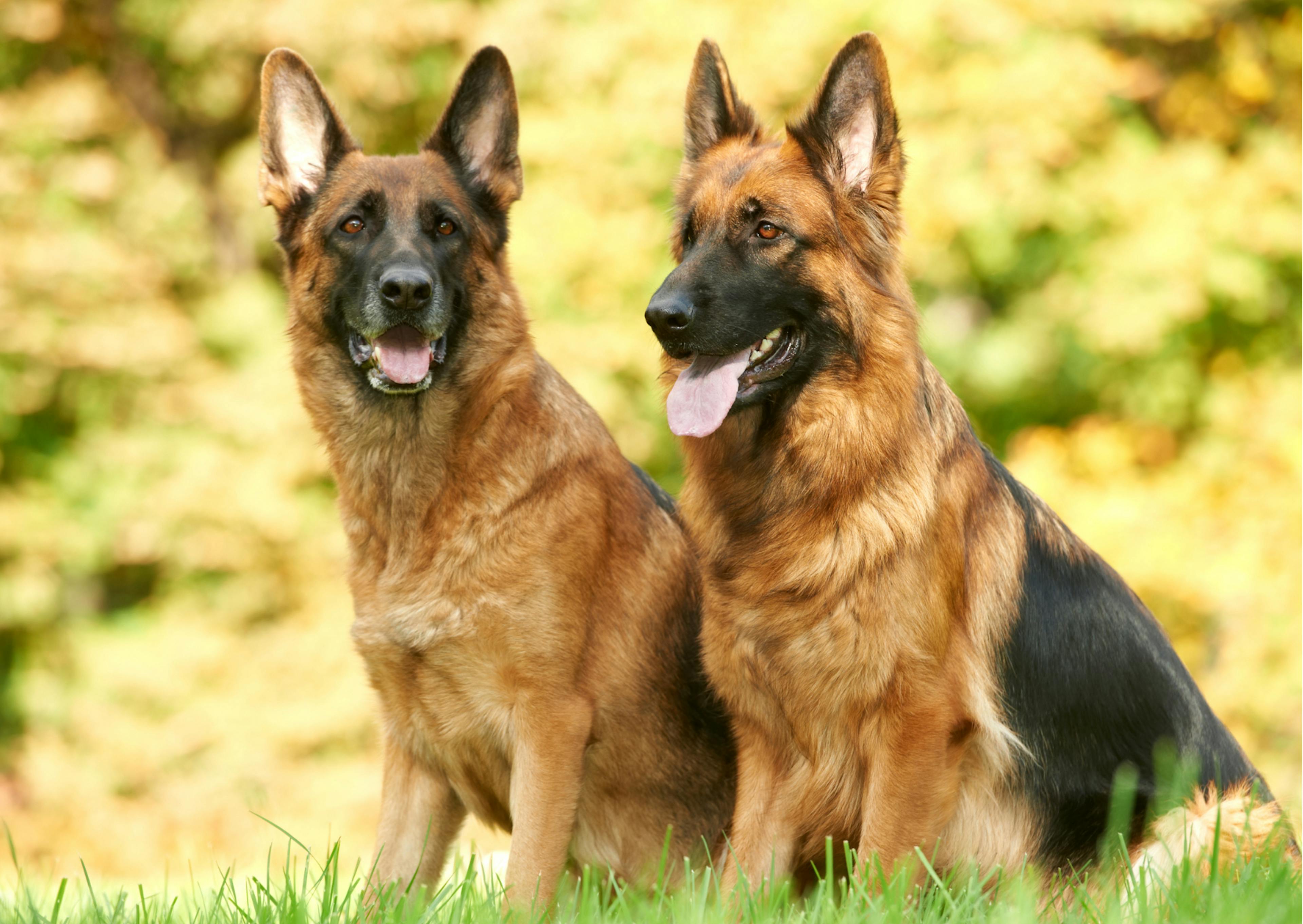 2 bergers allemands assis dans l'herbe 