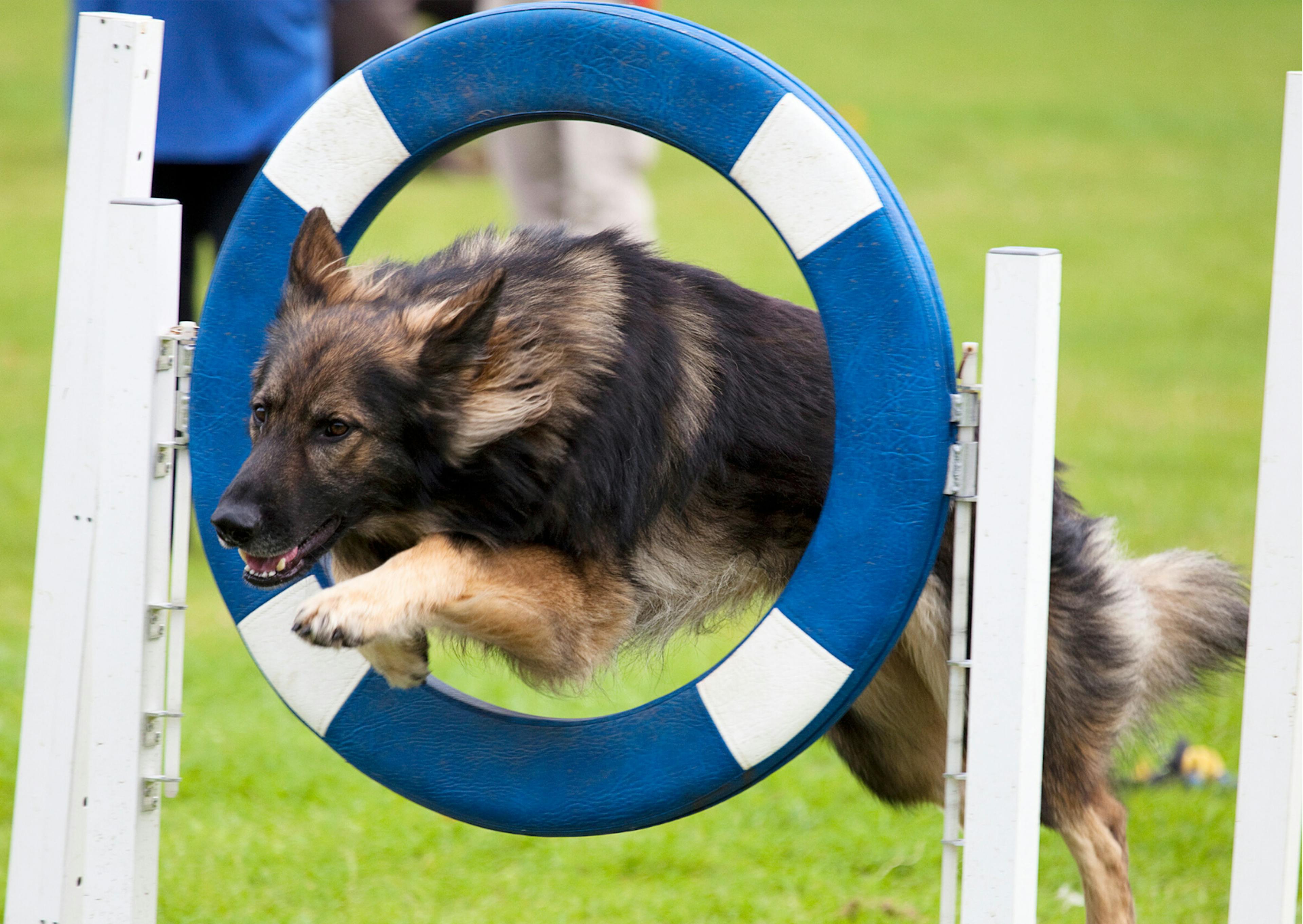 Berger Allemand en train de sauter sur un parcours d'agility 