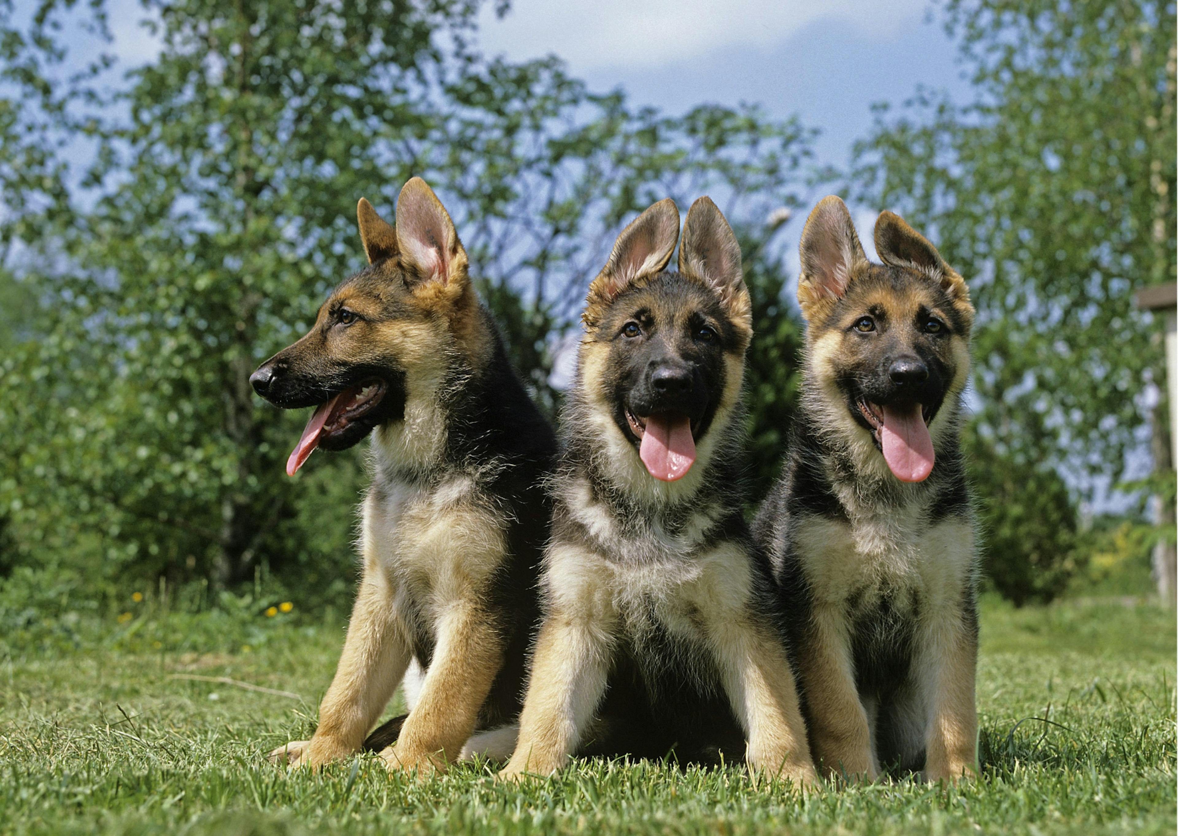 chiots bergers allemands 