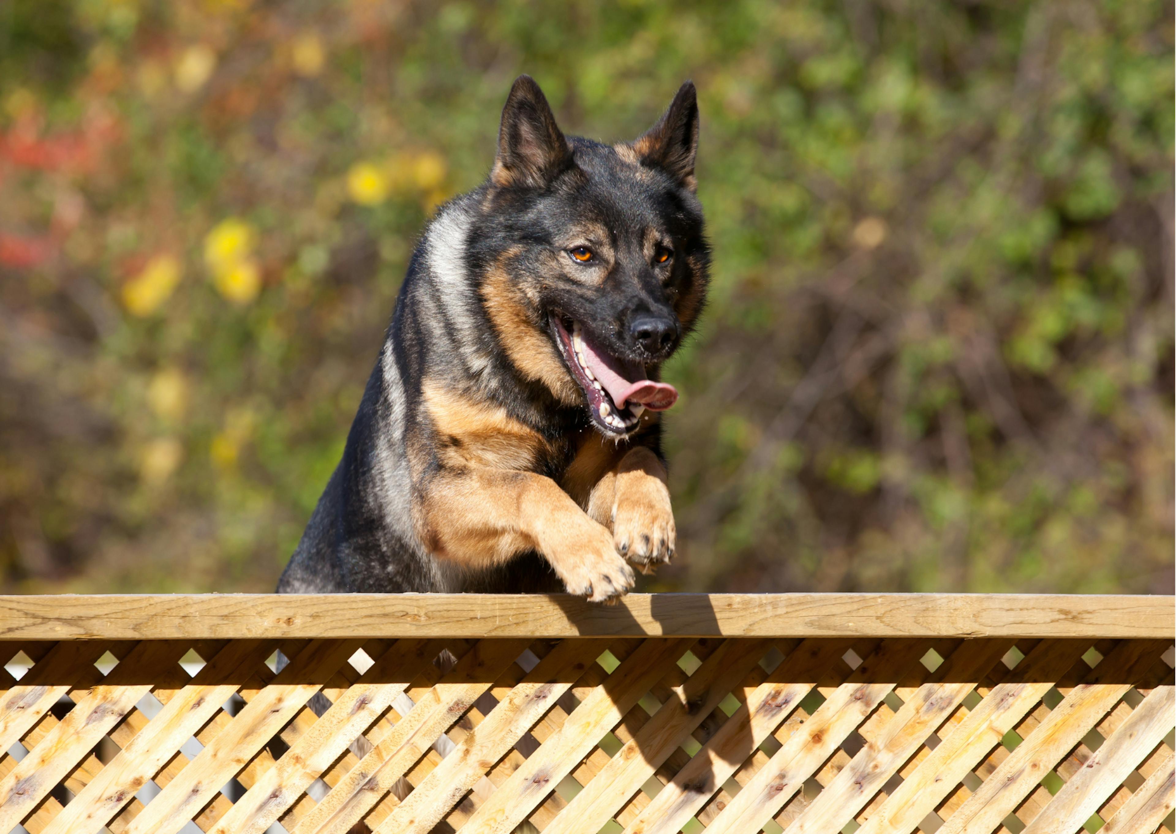 Berger allemand qui saute un obstacle 