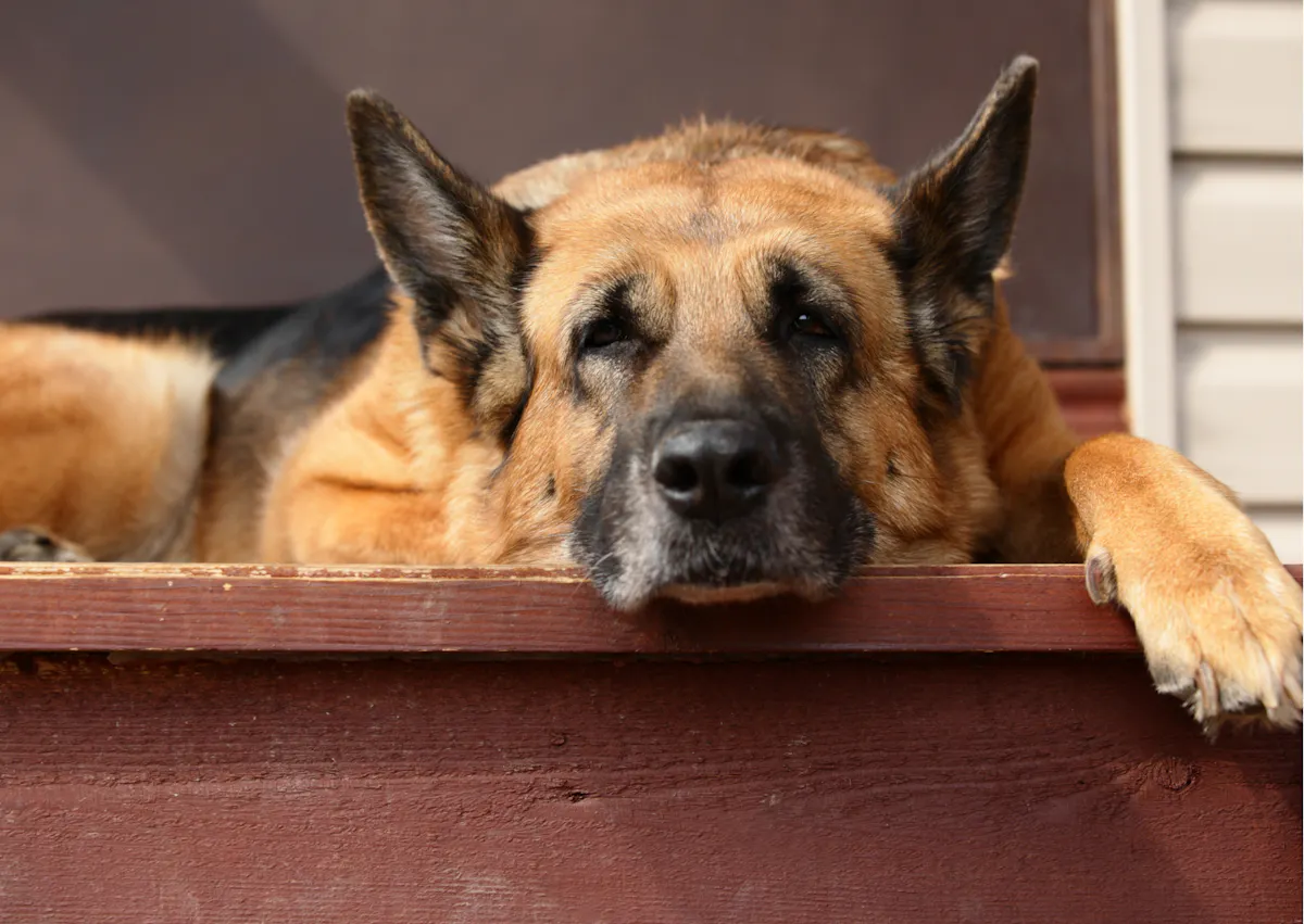 berger allemand avachi dans un escalier